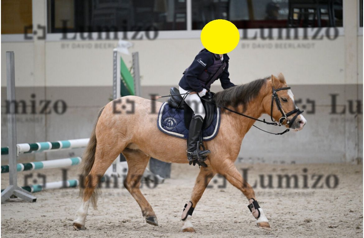 welsh allround-pony merrie 12 years old palomino for sale - Photo 4