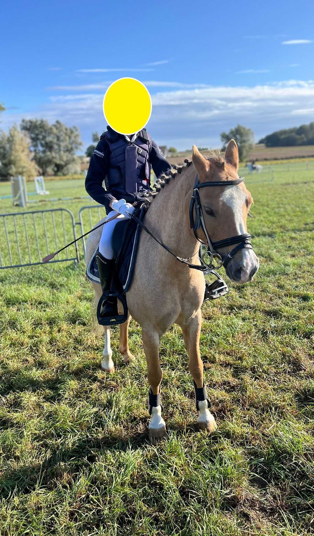 welsh allround-pony merrie 12 years old palomino for sale - Photo 2