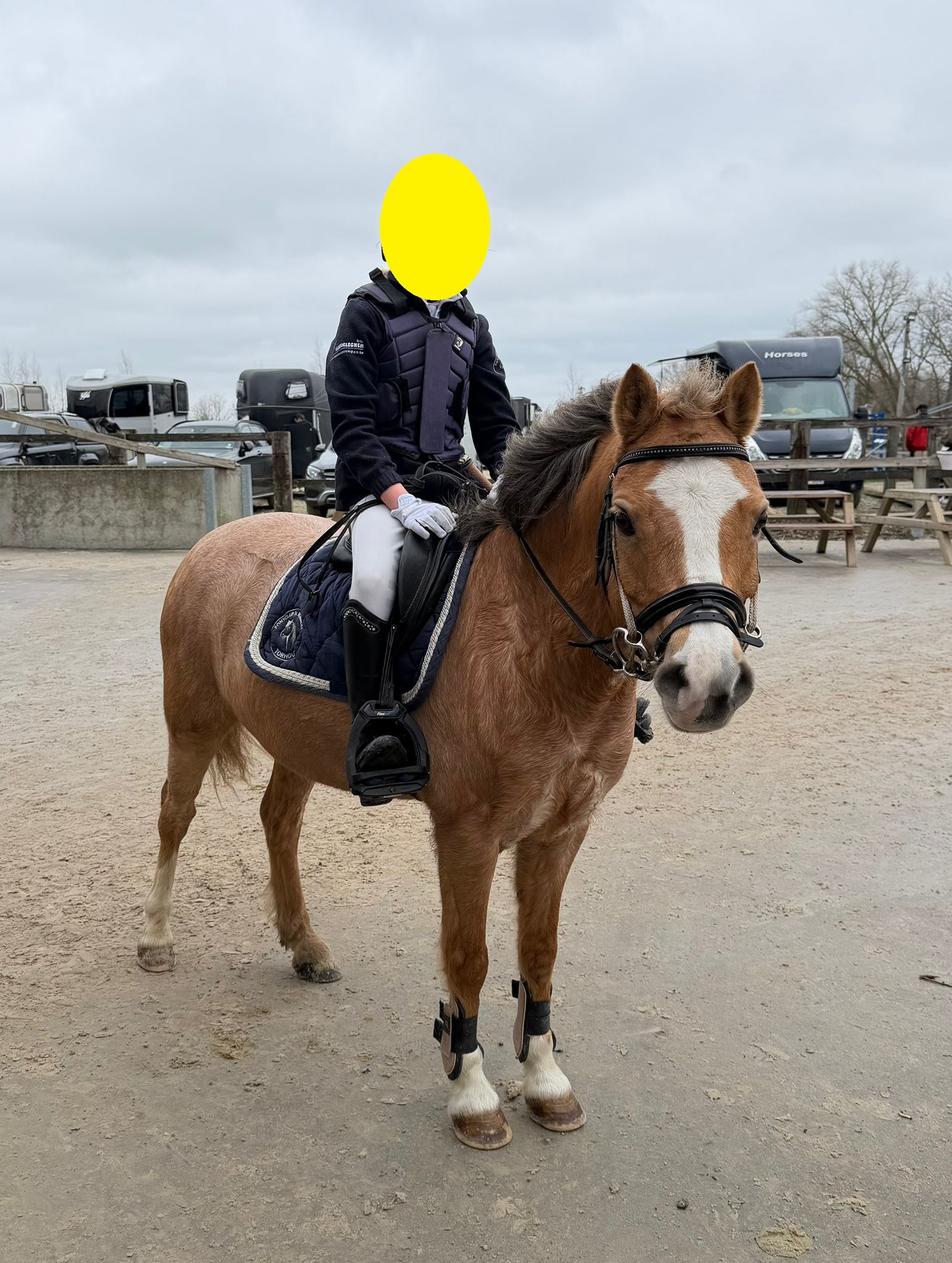 welsh allround-pony merrie 12 years old palomino for sale - Photo 5