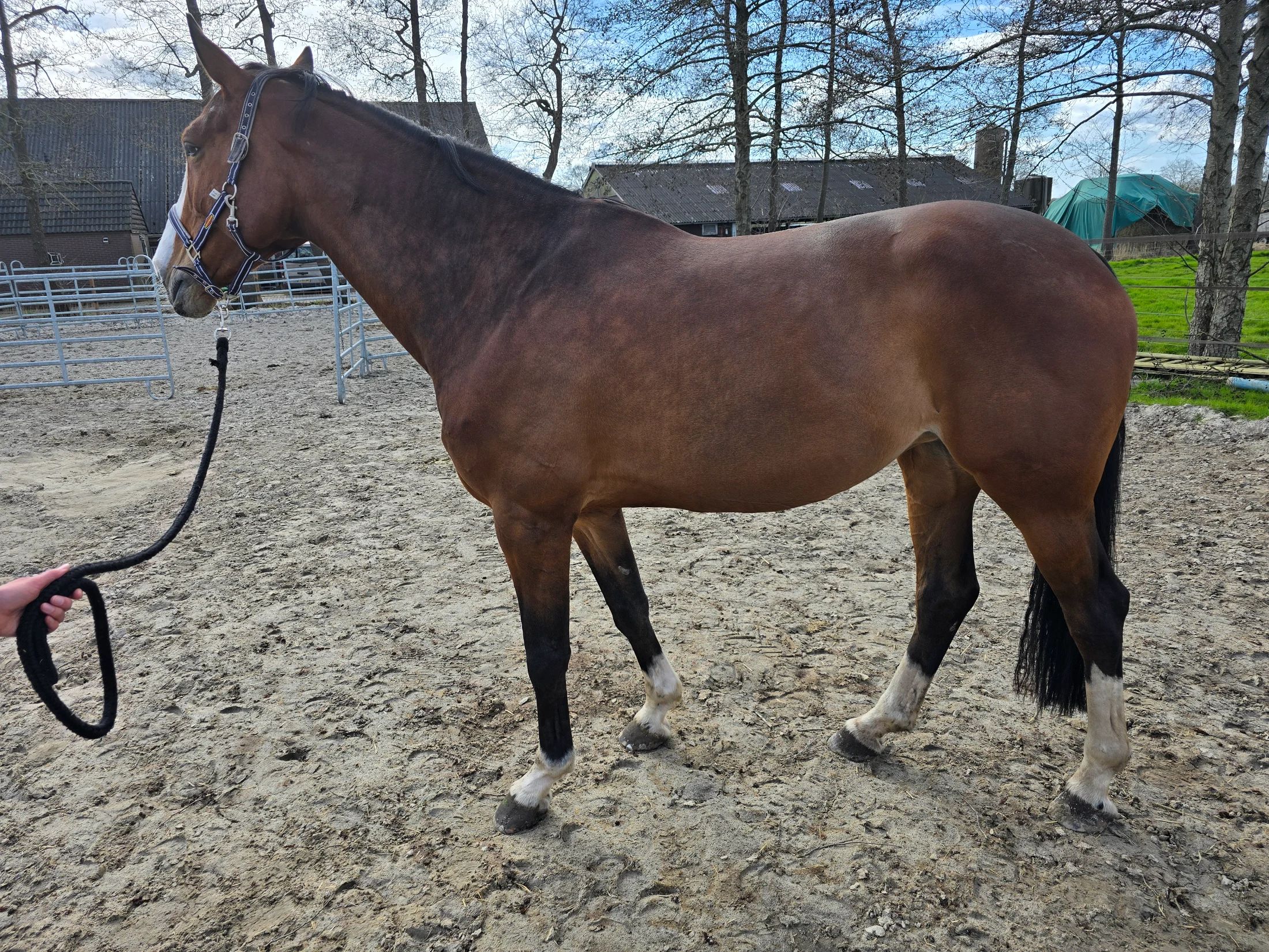 Broodmares and young mares for sale for breeding and sport.