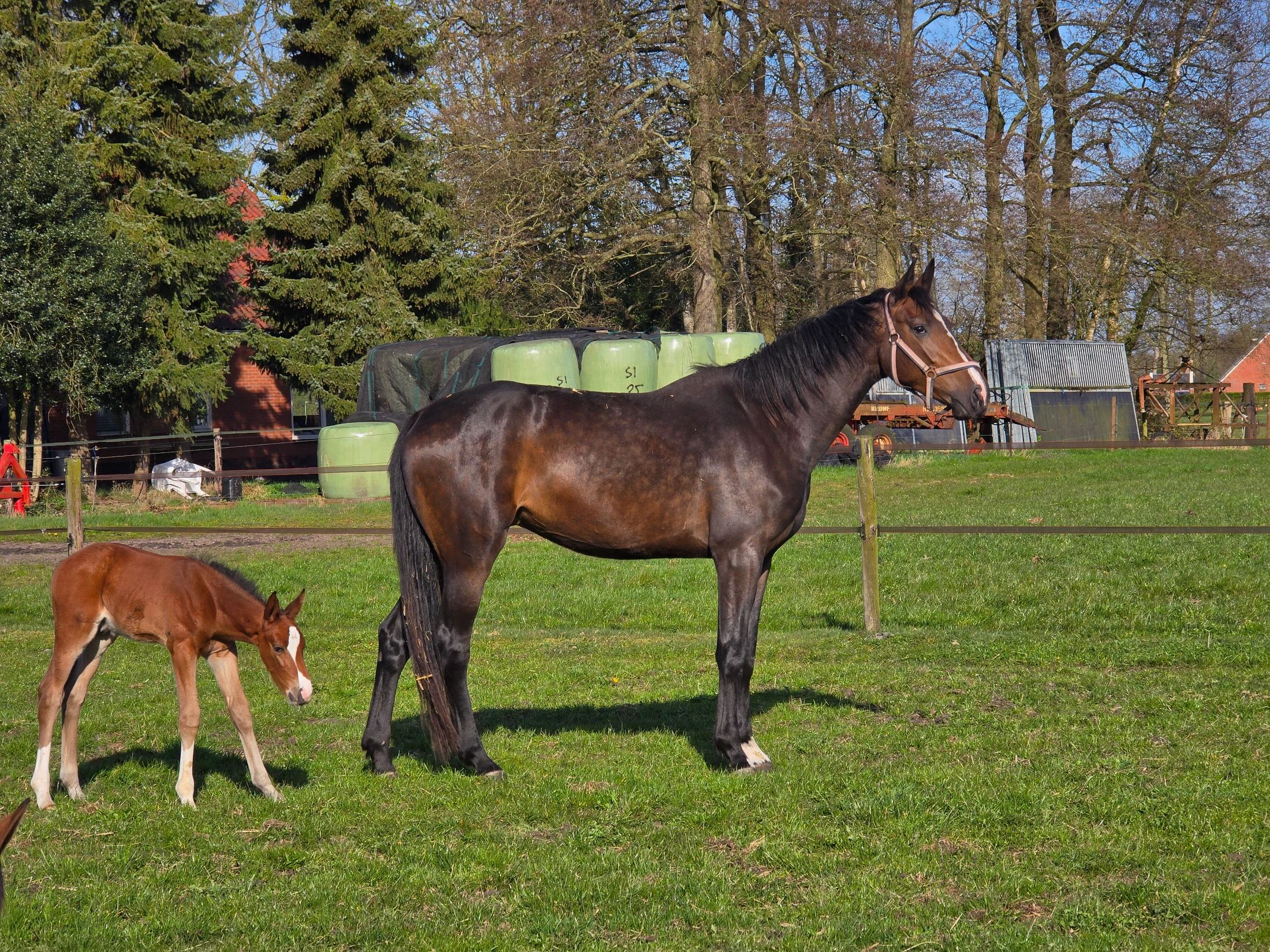 bwp fokmerrie merrie 8 years old zwart for sale - Photo 3