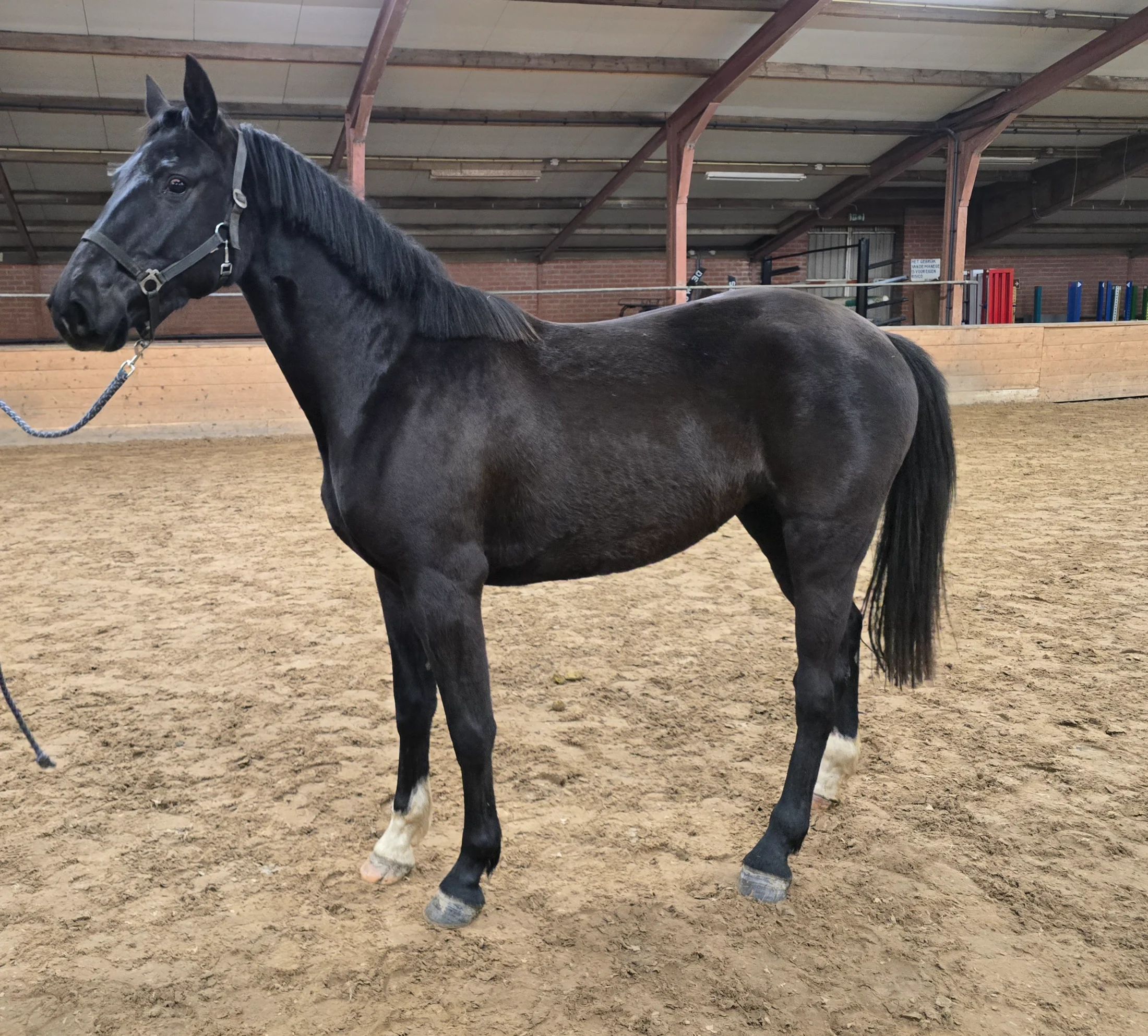 bwp fokmerrie merrie 8 years old zwart for sale - Photo 4
