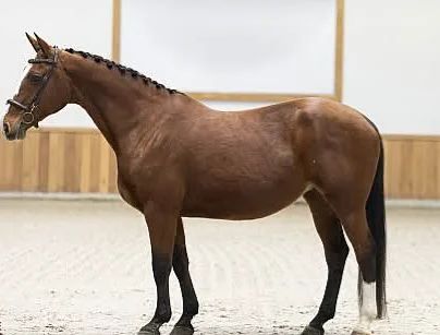 bwp fokmerrie merrie 8 years old zwart for sale - Photo 2