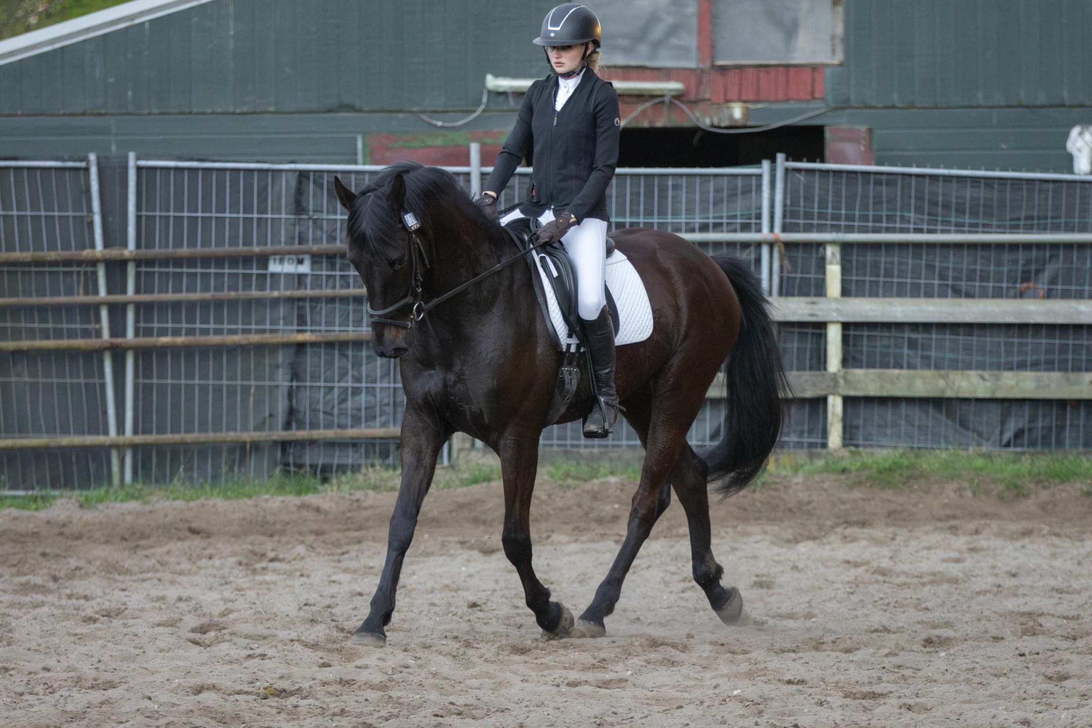 kwpn dressuurpaard ruin 4 ani zwart de vânzare - Foto 4