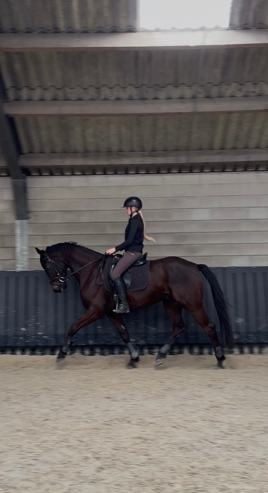 kwpn dressuurpaard ruin 4 ani zwart de vânzare - Foto 3