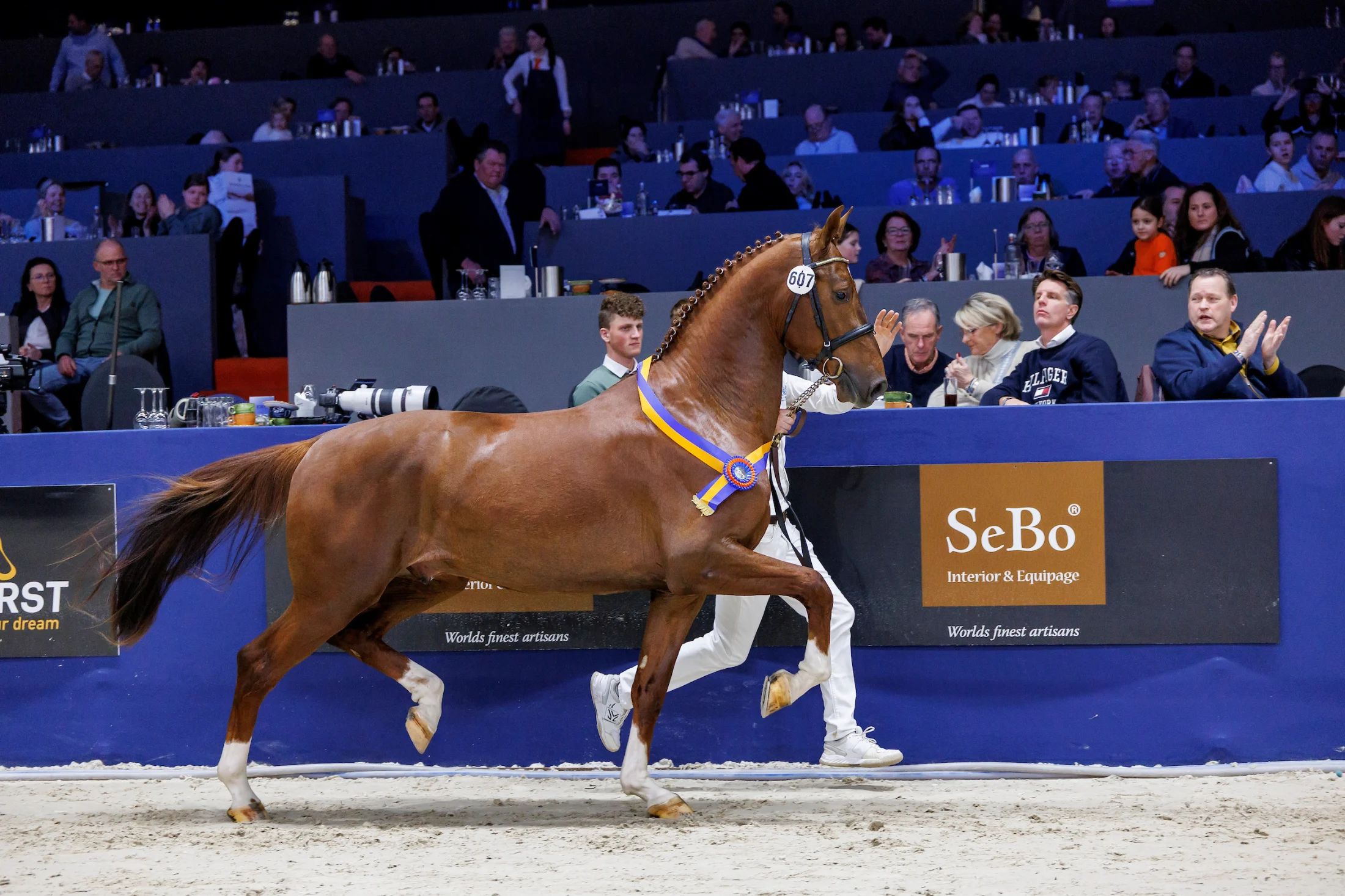 Selected Premium Stallion (now gelded) by Kardieno x NMK elite sport-dr. PROK by Chippendale