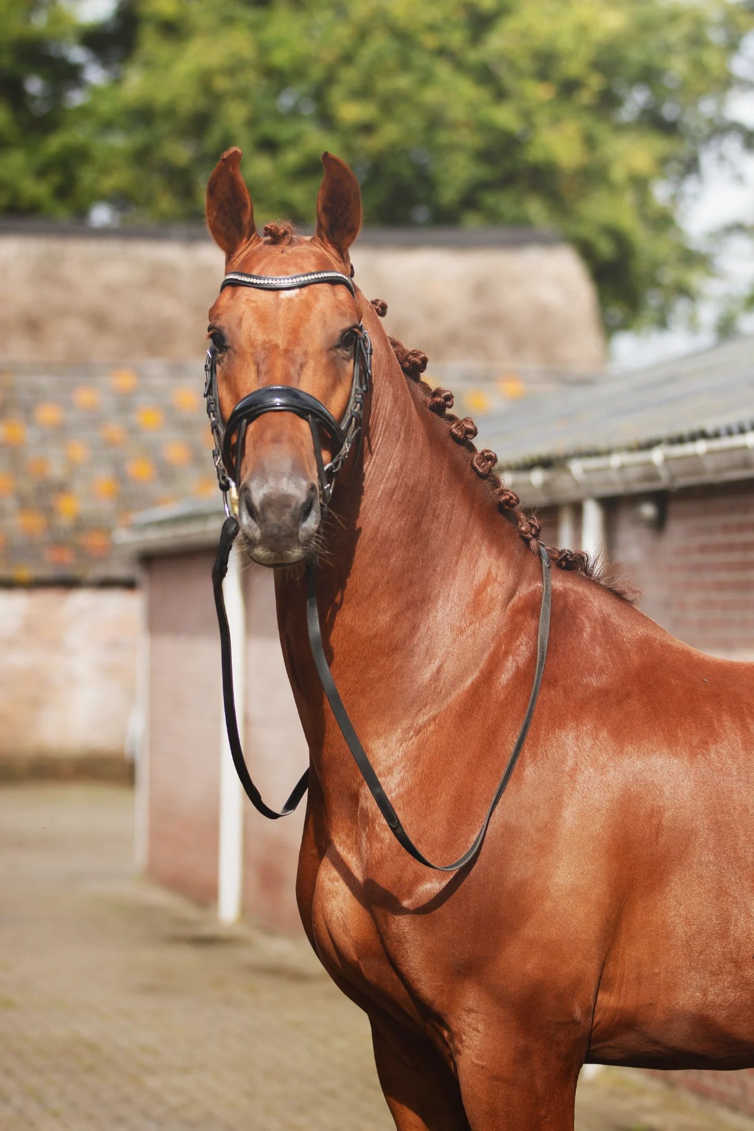 KWPN dressuurpaard ruin 6 år vos till salu - Foto 2