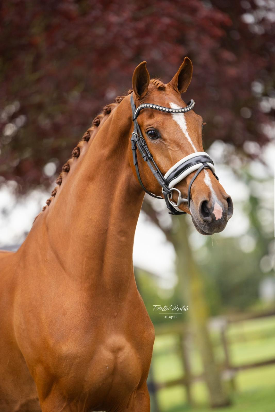 KWPN dressuurpaard Merrie 6 jaar vos te koop - Hoofdfoto