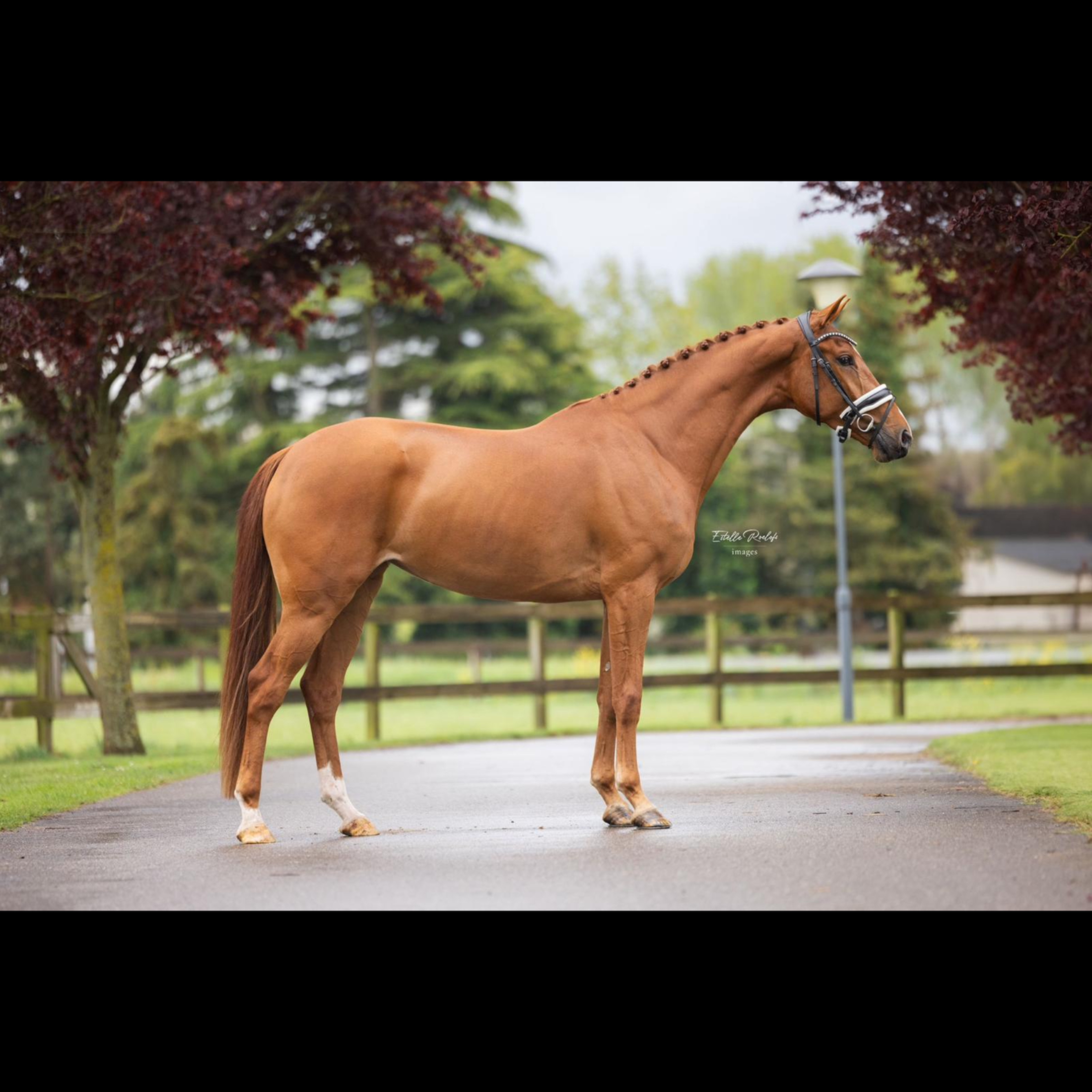 KWPN dressuurpaard Merrie 6 jaar vos te koop - Foto 2