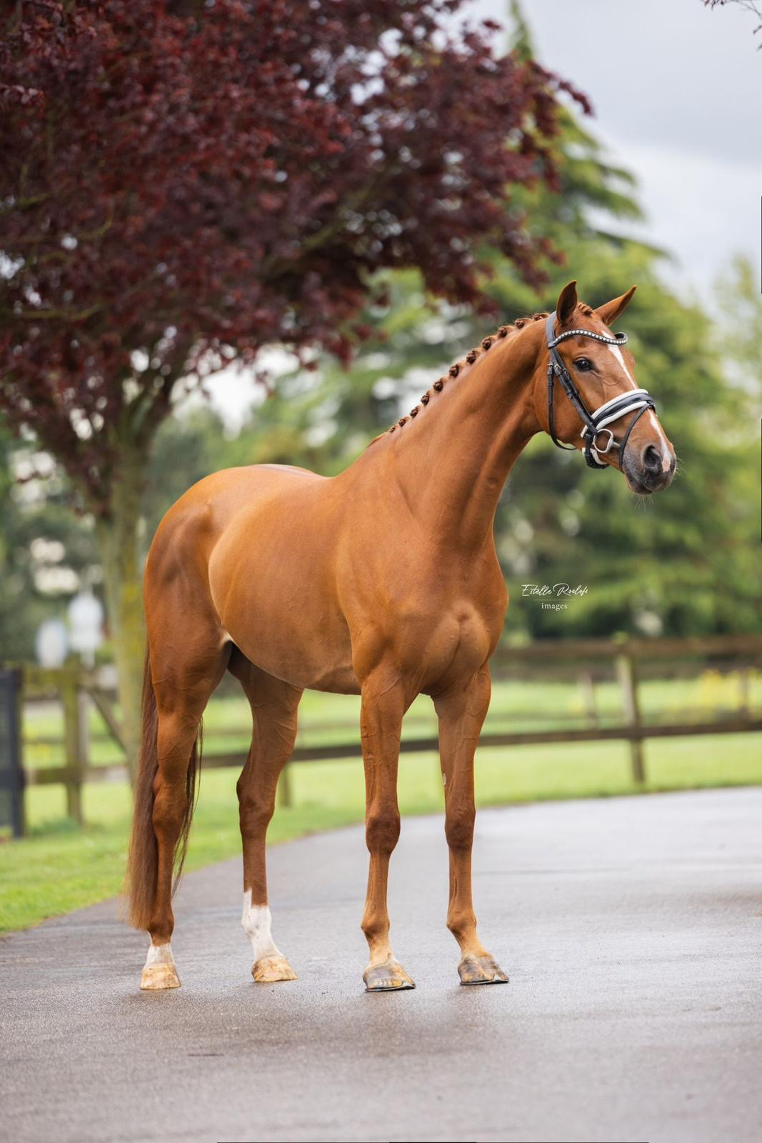 KWPN dressuurpaard Merrie 6 jaar vos te koop - Foto 3