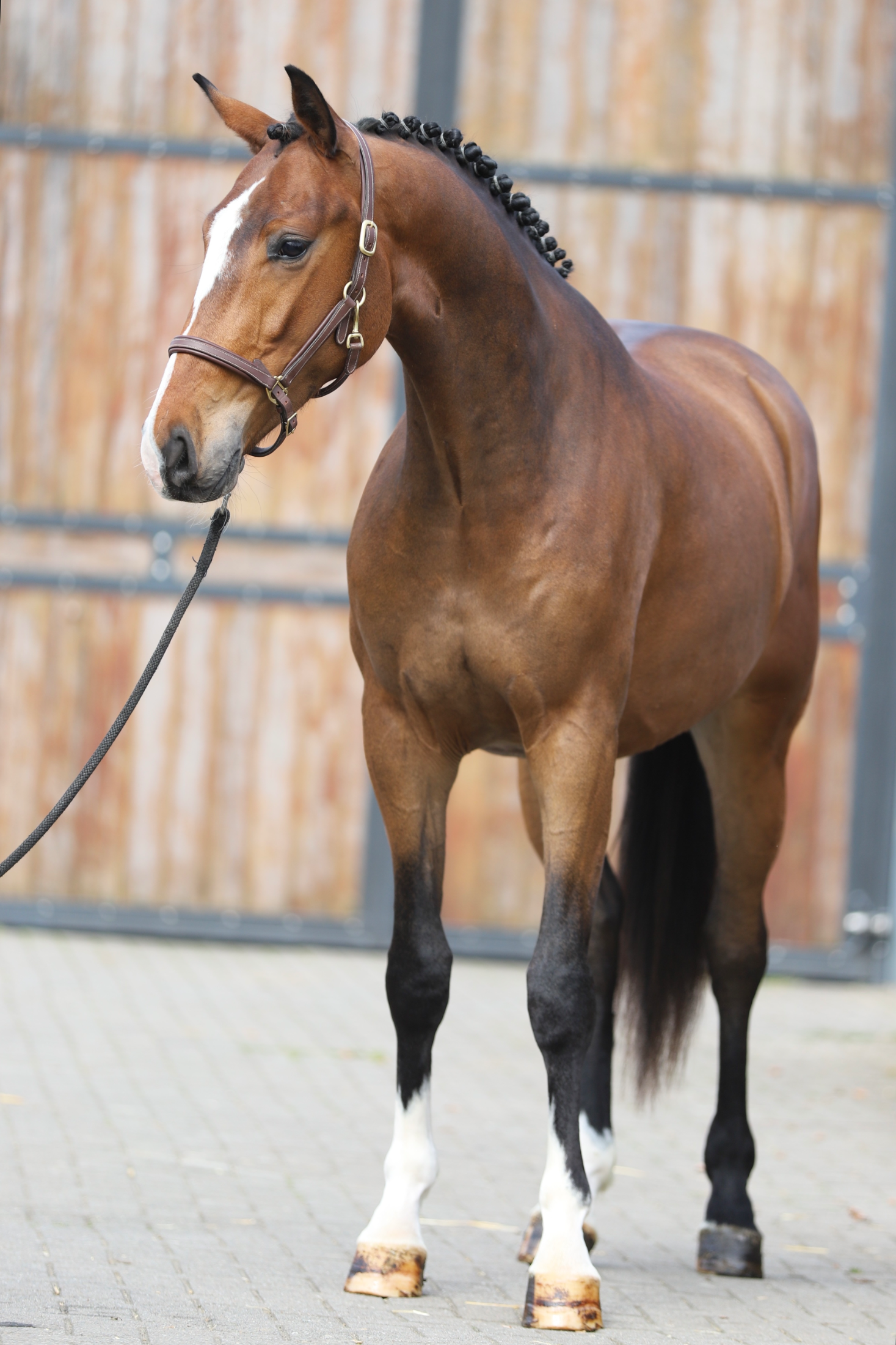 oldenburg dressuurpaard ruin 3 anos bruin à venda - Foto 3