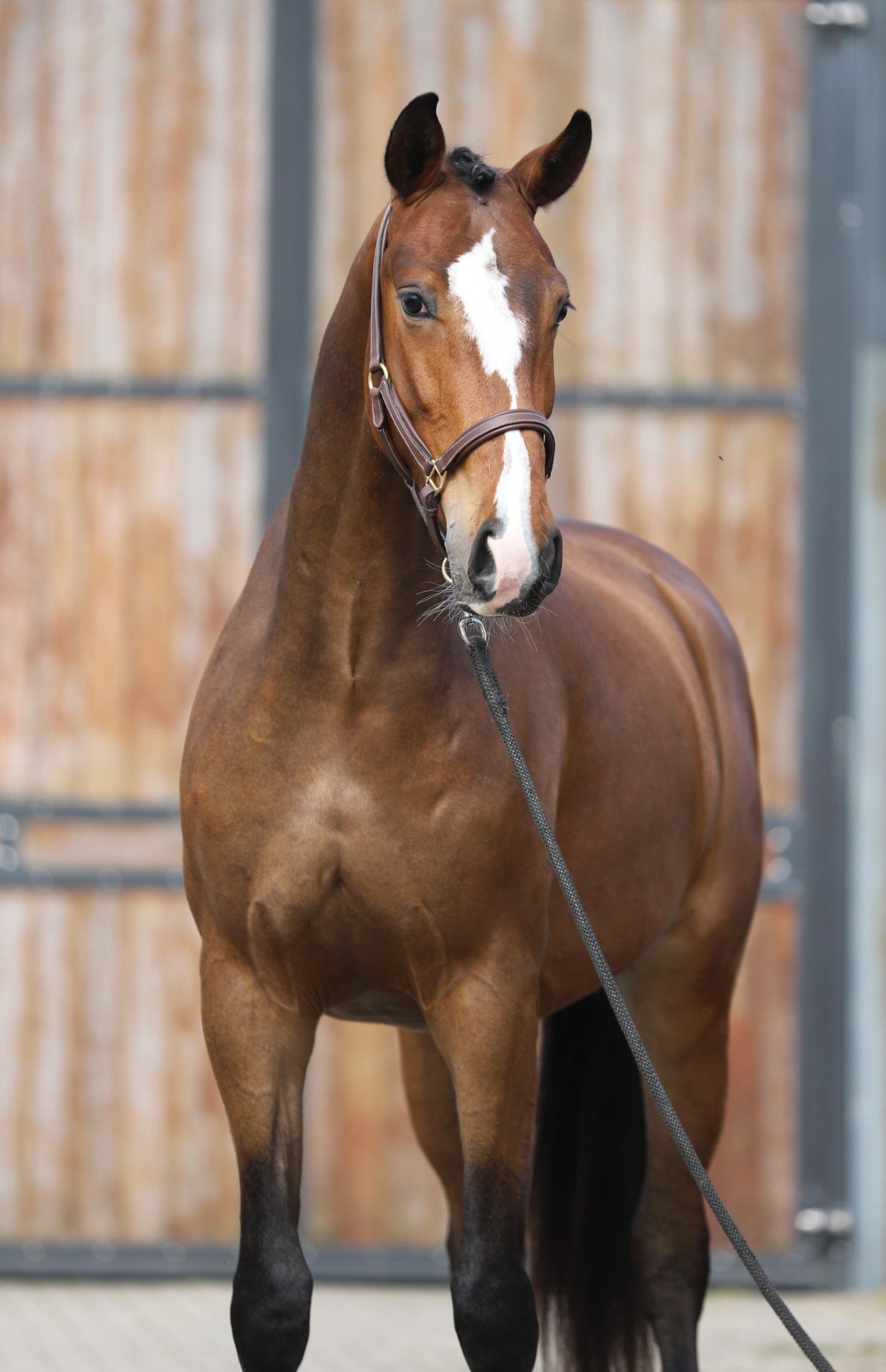 oldenburg dressuurpaard ruin 3 anos bruin à venda - Foto 2