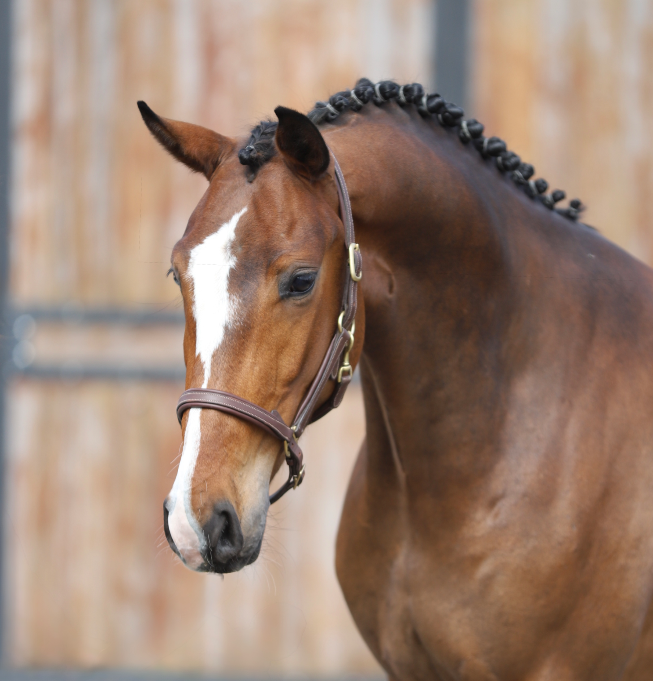 Young dressage talent with great potential by Sir Donnerhall I