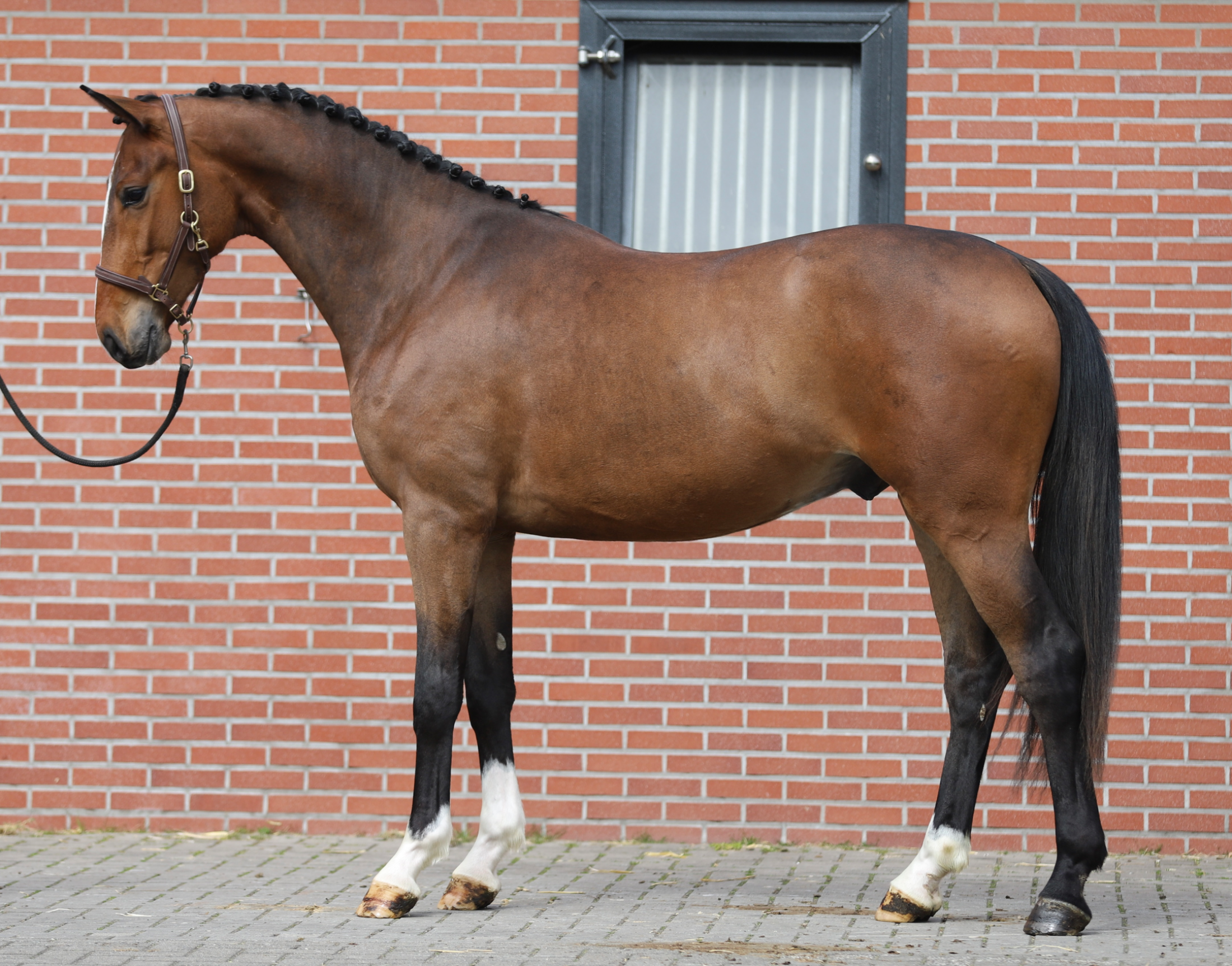 oldenburg dressuurpaard ruin 3 anos bruin à venda - Foto 4