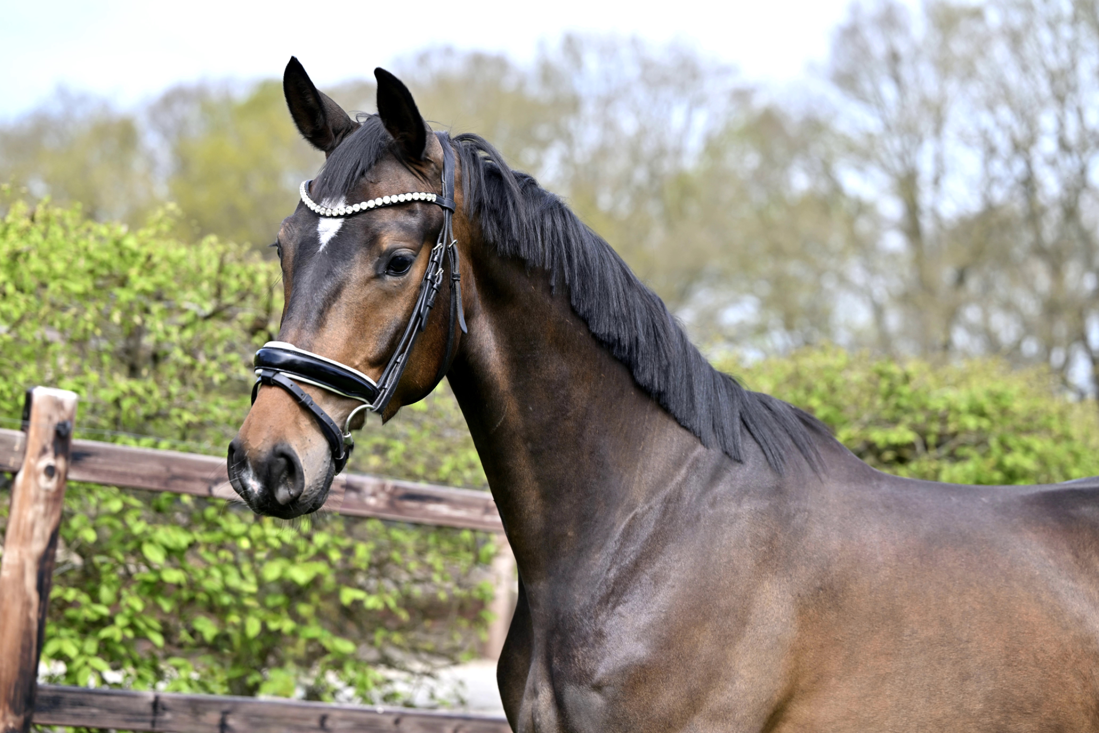 kwpn dressuurpaard ruin 3 years old donkerbruin for sale - Main photo