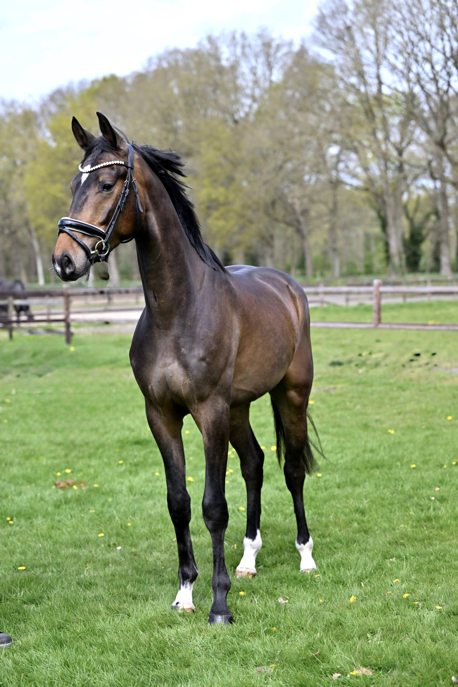 kwpn dressuurpaard ruin 3 years old donkerbruin for sale - Photo 2