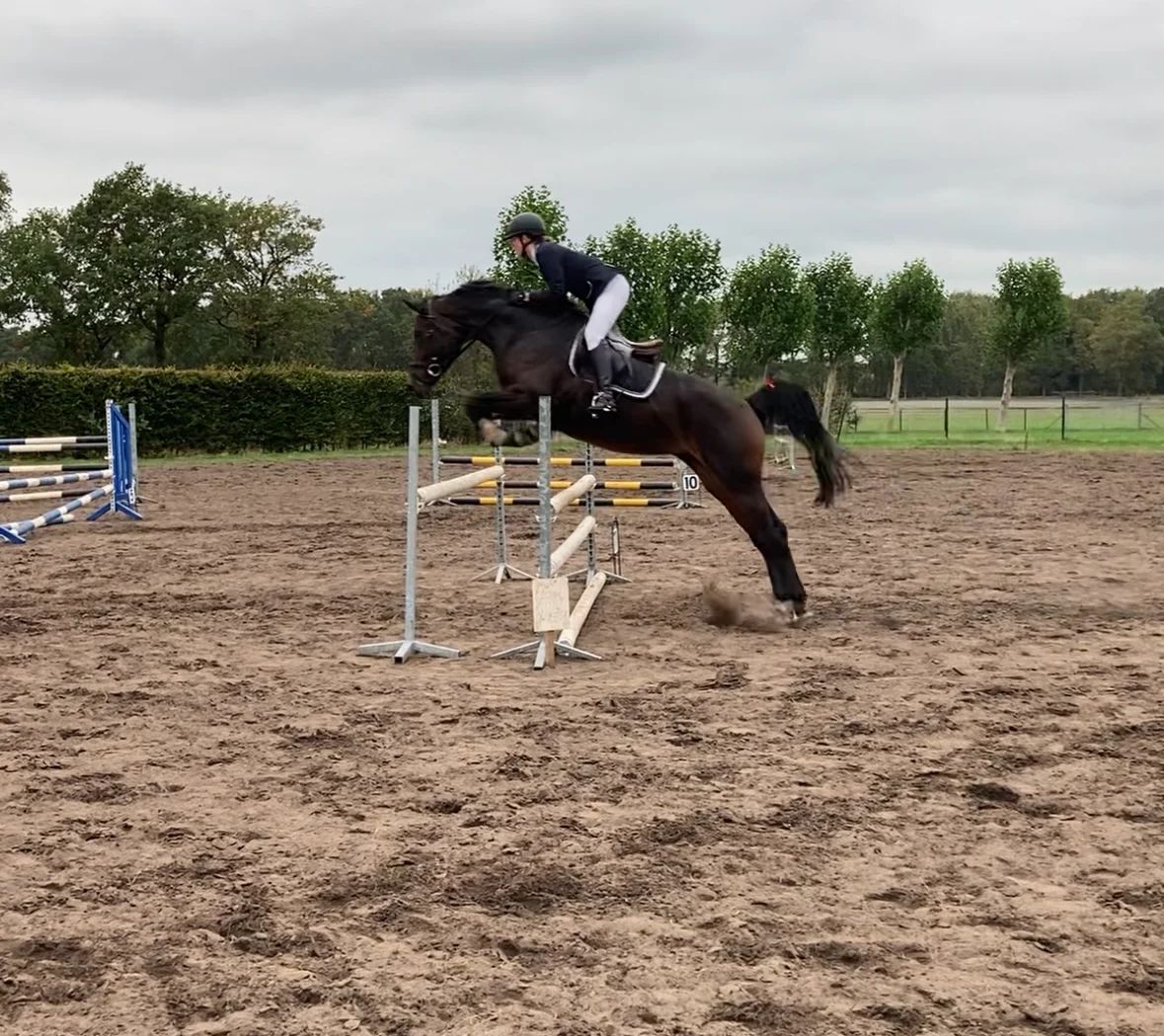 障害飛越用馬（スプリングフェールデン） - 写真 4