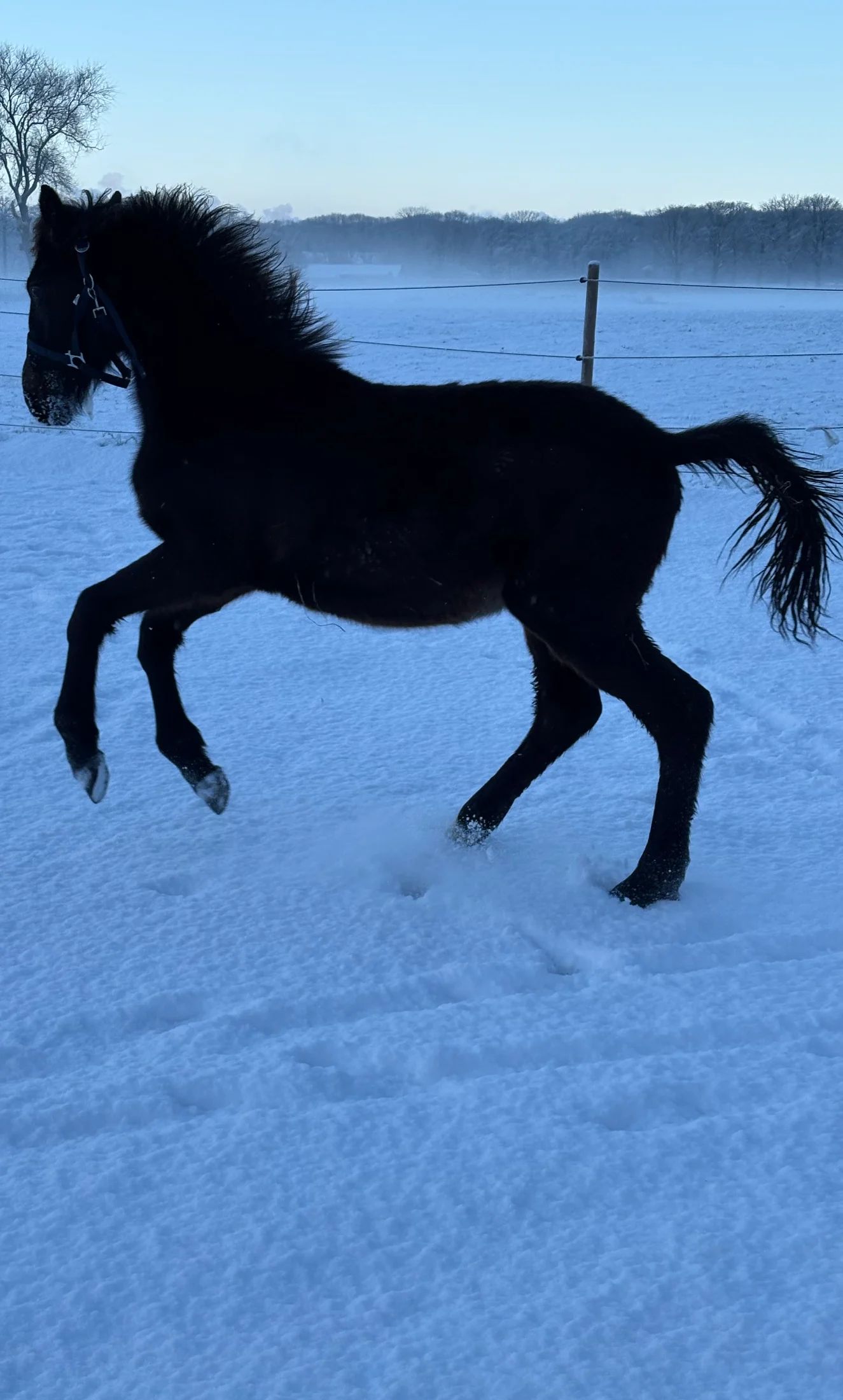 障害飛越用馬（スプリングフェールデン） - 写真 2
