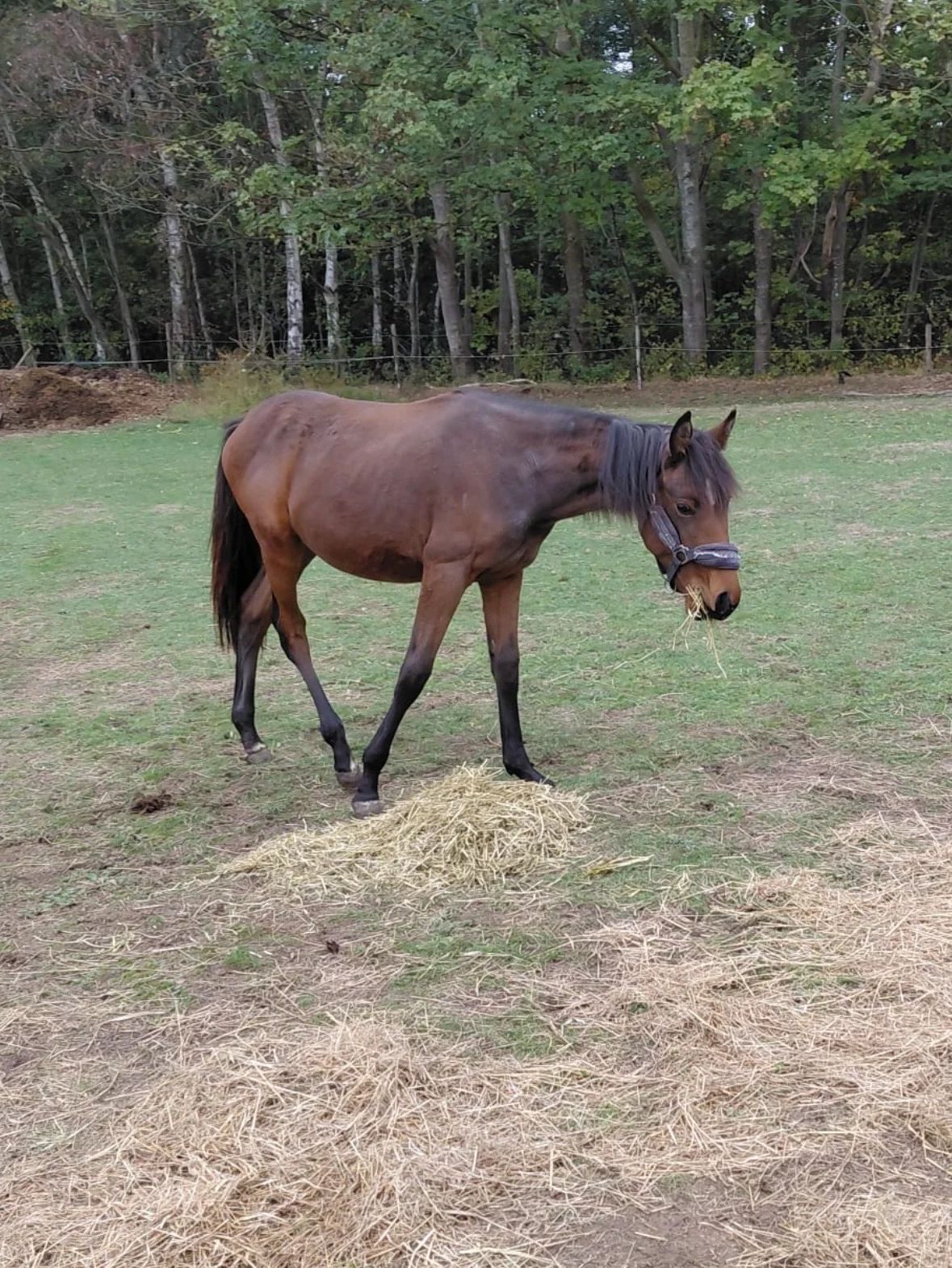 障害飛越用馬（スプリングフェールデン） - 写真 3