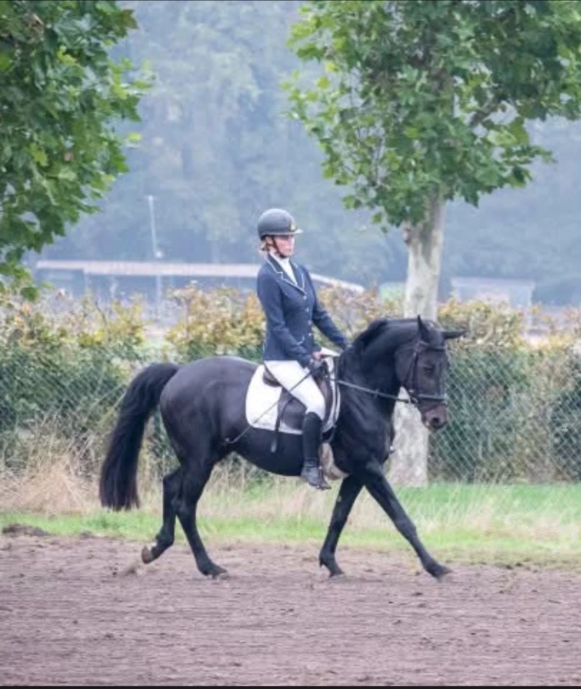 障害飛越用馬（スプリングフェールデン） - 写真 5