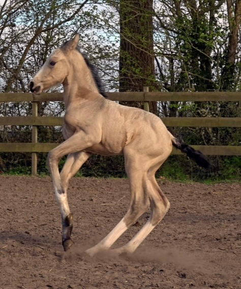 kwpn dressuurpaard merrie 5 Jahre alt roan zu verkaufen - Foto 4