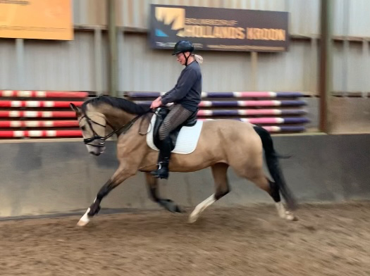 Buckskin-Stute 5 J. M-Dressur / Allrounder