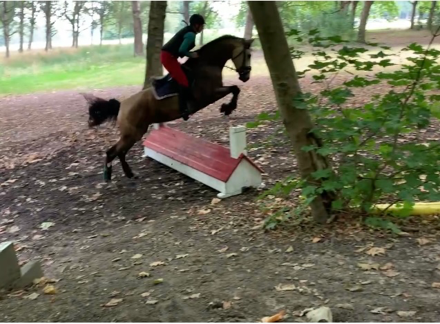 kwpn dressuurpaard merrie 5 Jahre alt roan zu verkaufen - Foto 5