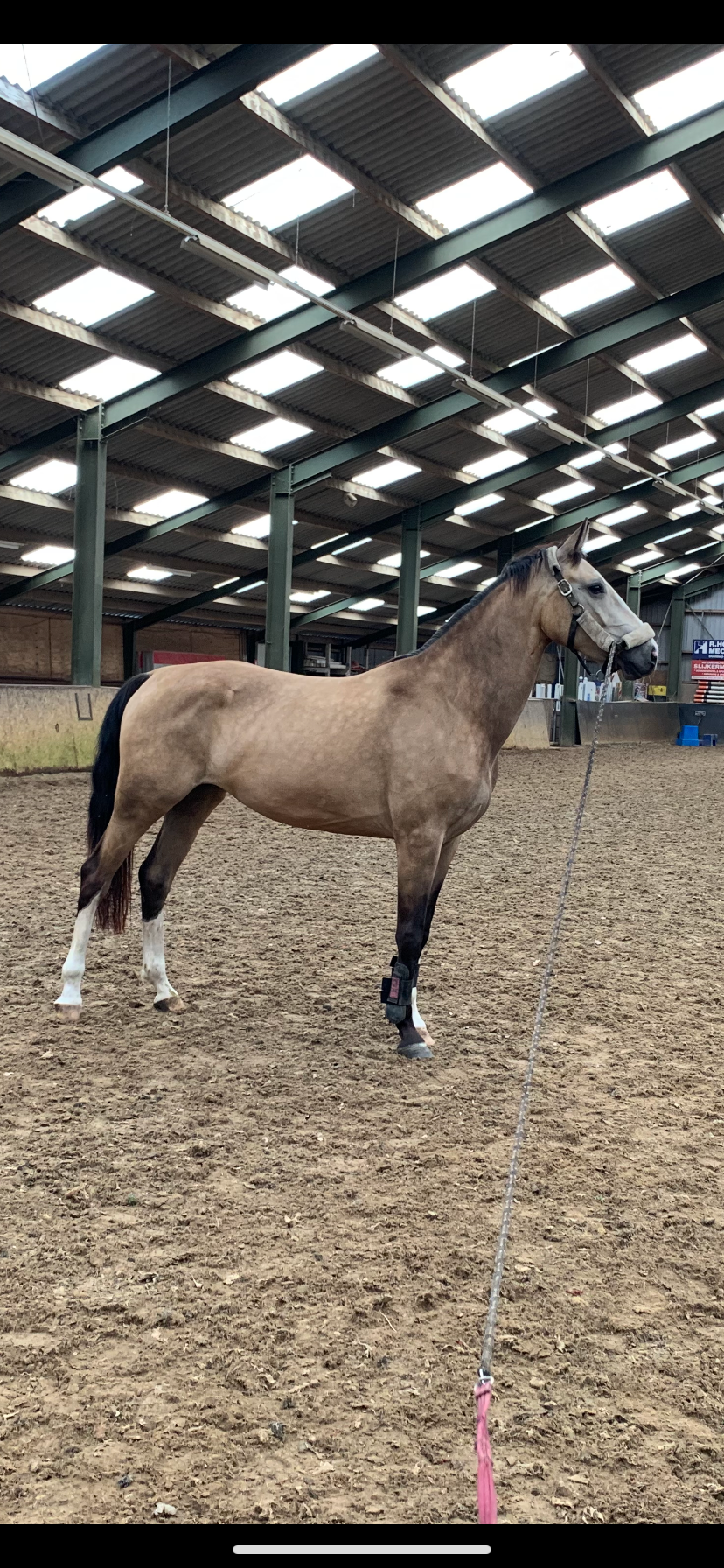 kwpn dressuurpaard merrie 5 Jahre alt roan zu verkaufen - Foto 3
