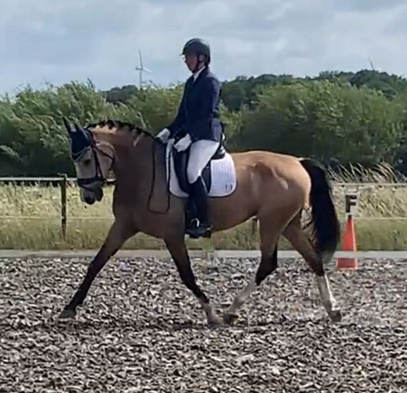 kwpn dressuurpaard merrie 5 Jahre alt roan zu verkaufen - Foto 2