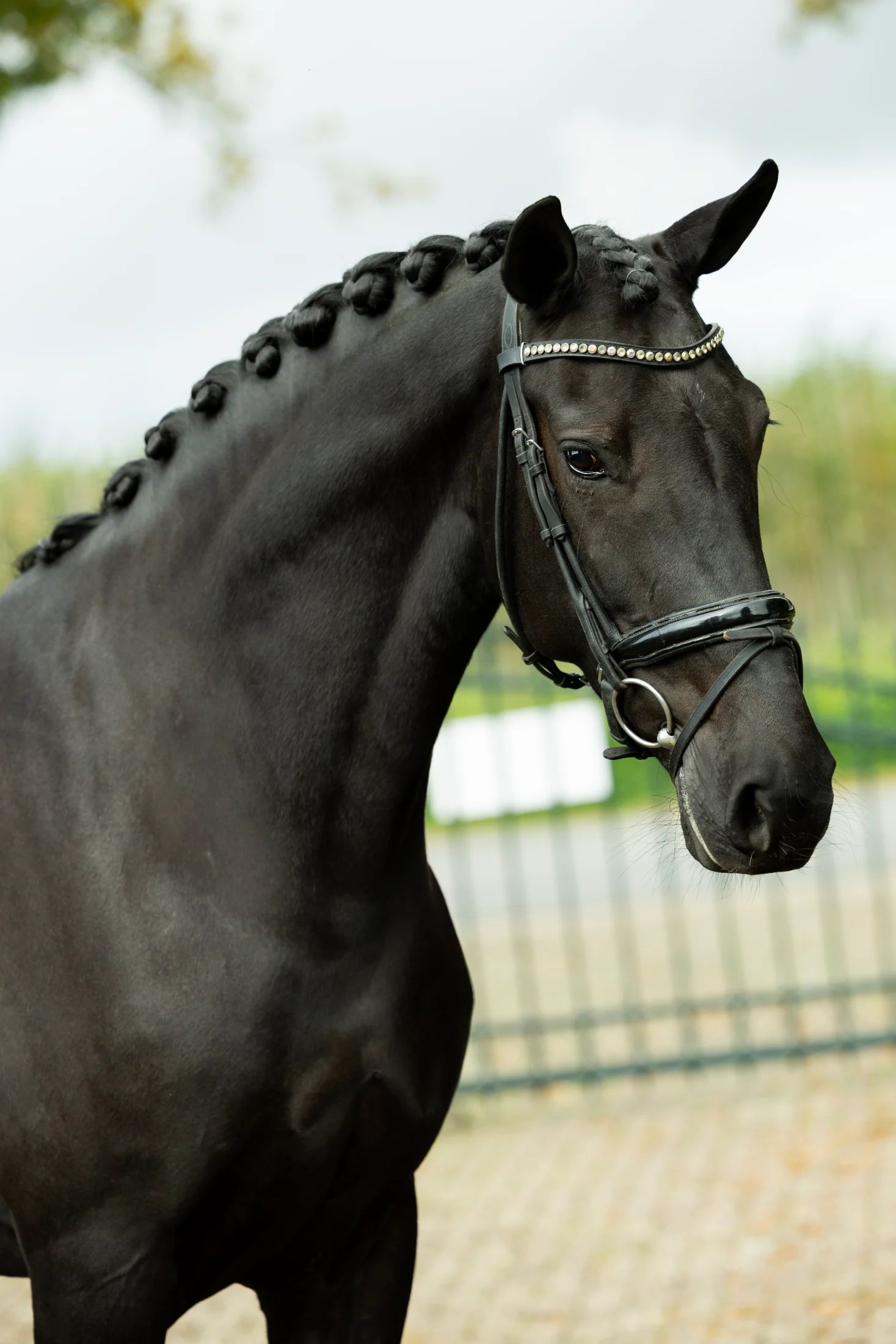 kwpn dressuurpaard merrie 6 歳 zwart 売り出し中 - メイン写真