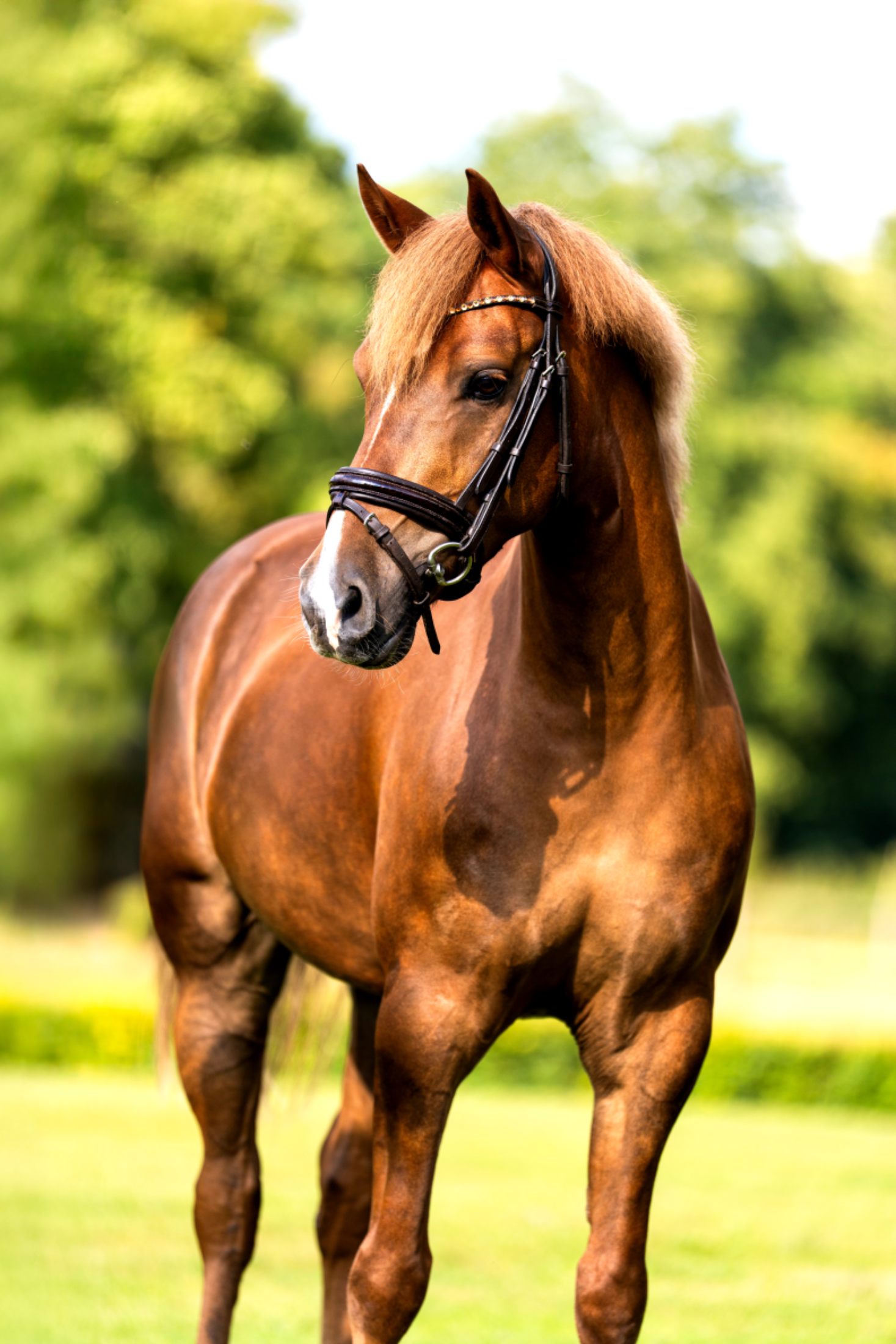 duitse-rijpony dressuurpony ruin 7 jaar vos te koop - Foto 3