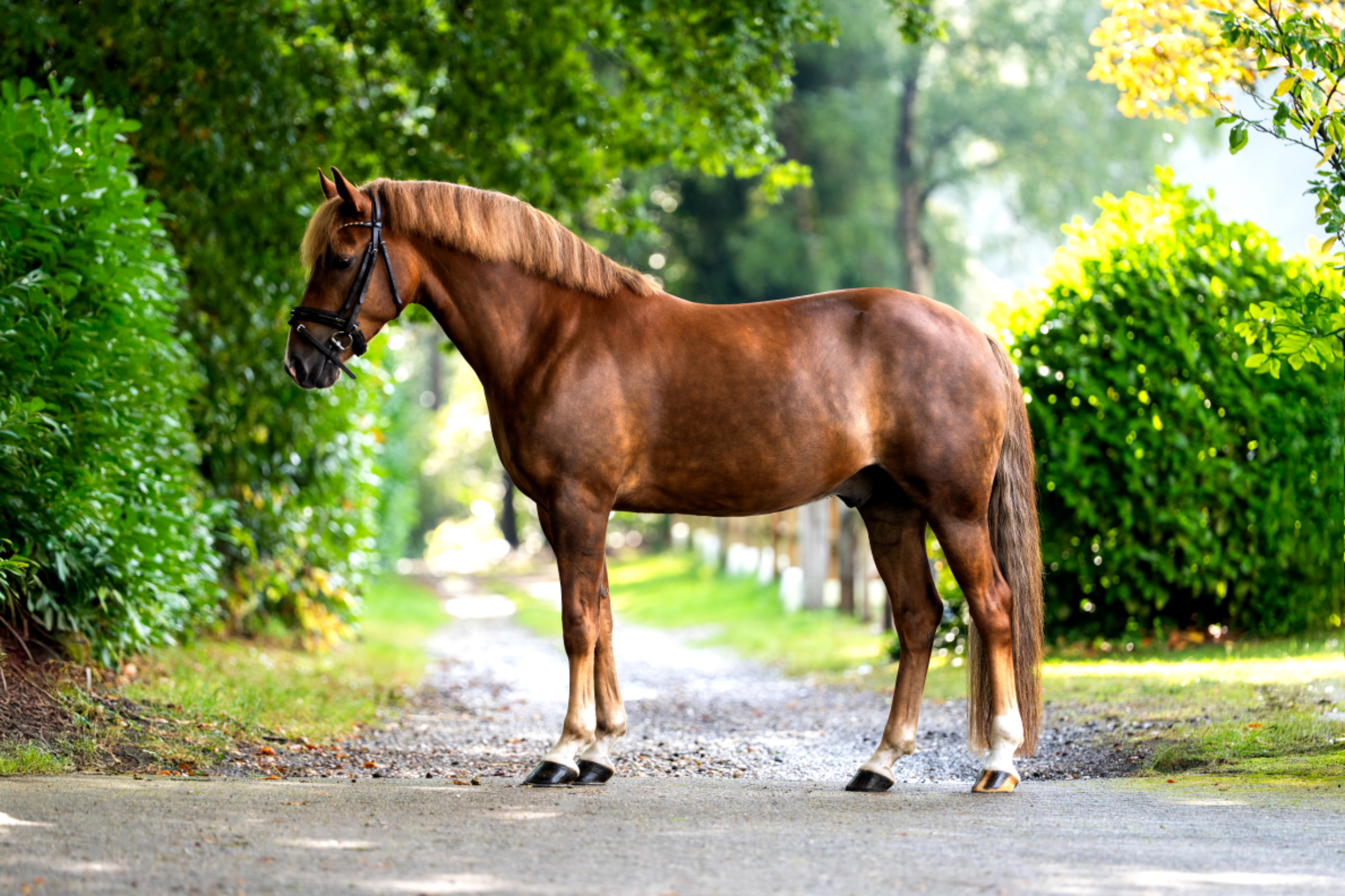 duitse-rijpony dressuurpony ruin 7 jaar vos te koop - Foto 2