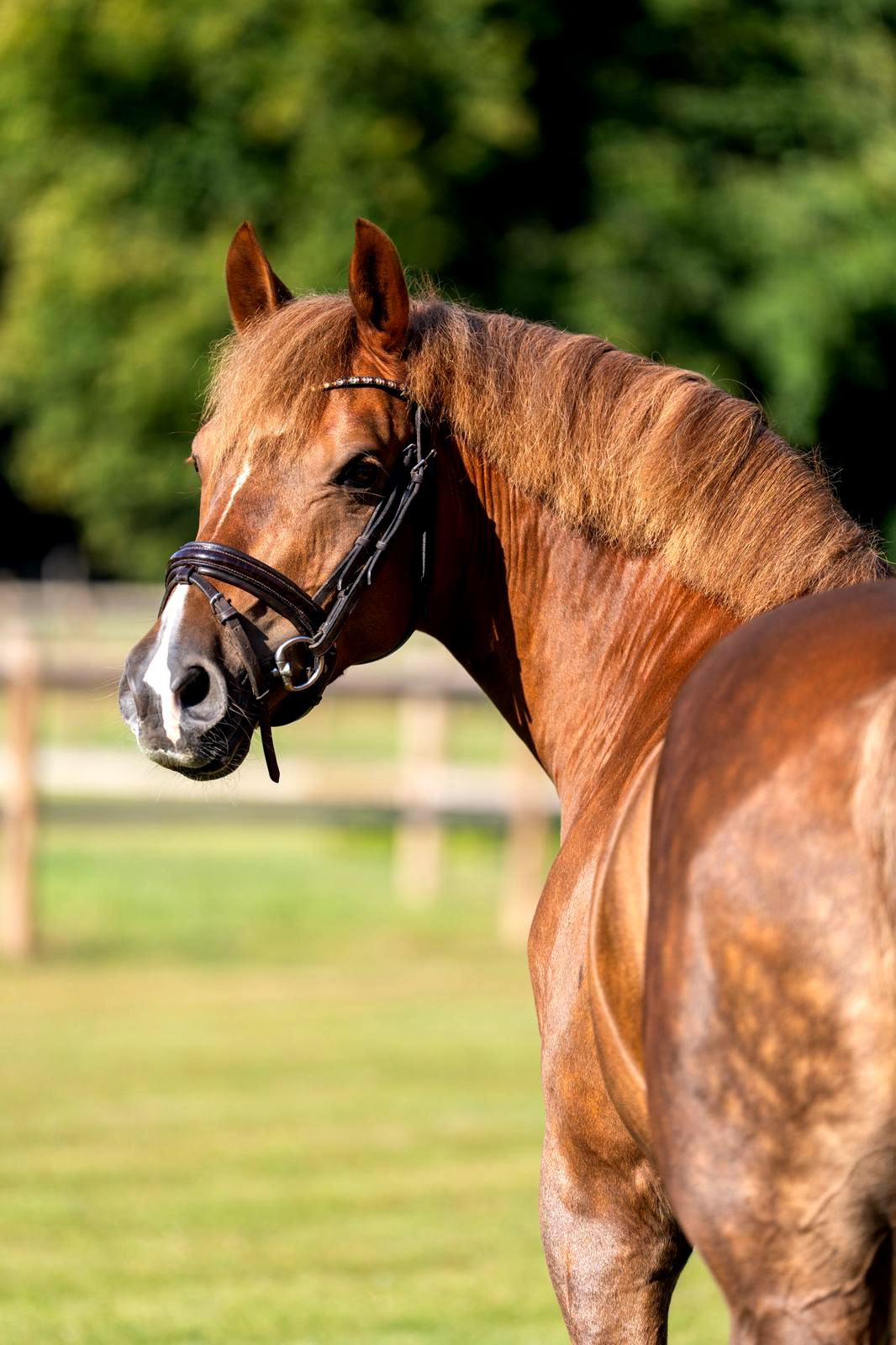 duitse-rijpony dressuurpony ruin 7 jaar vos te koop - Foto 4