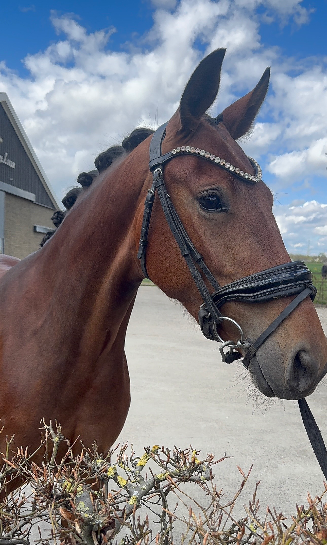 kwpn dressuurpaard merrie 3 years old bruin for sale - Photo 2