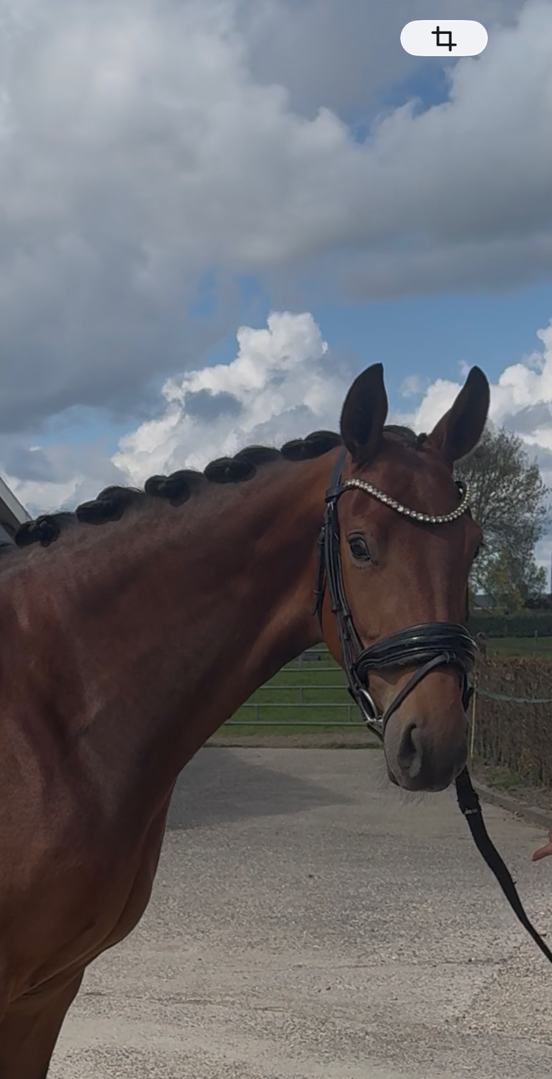 kwpn dressuurpaard merrie 3 years old bruin for sale - Photo 3