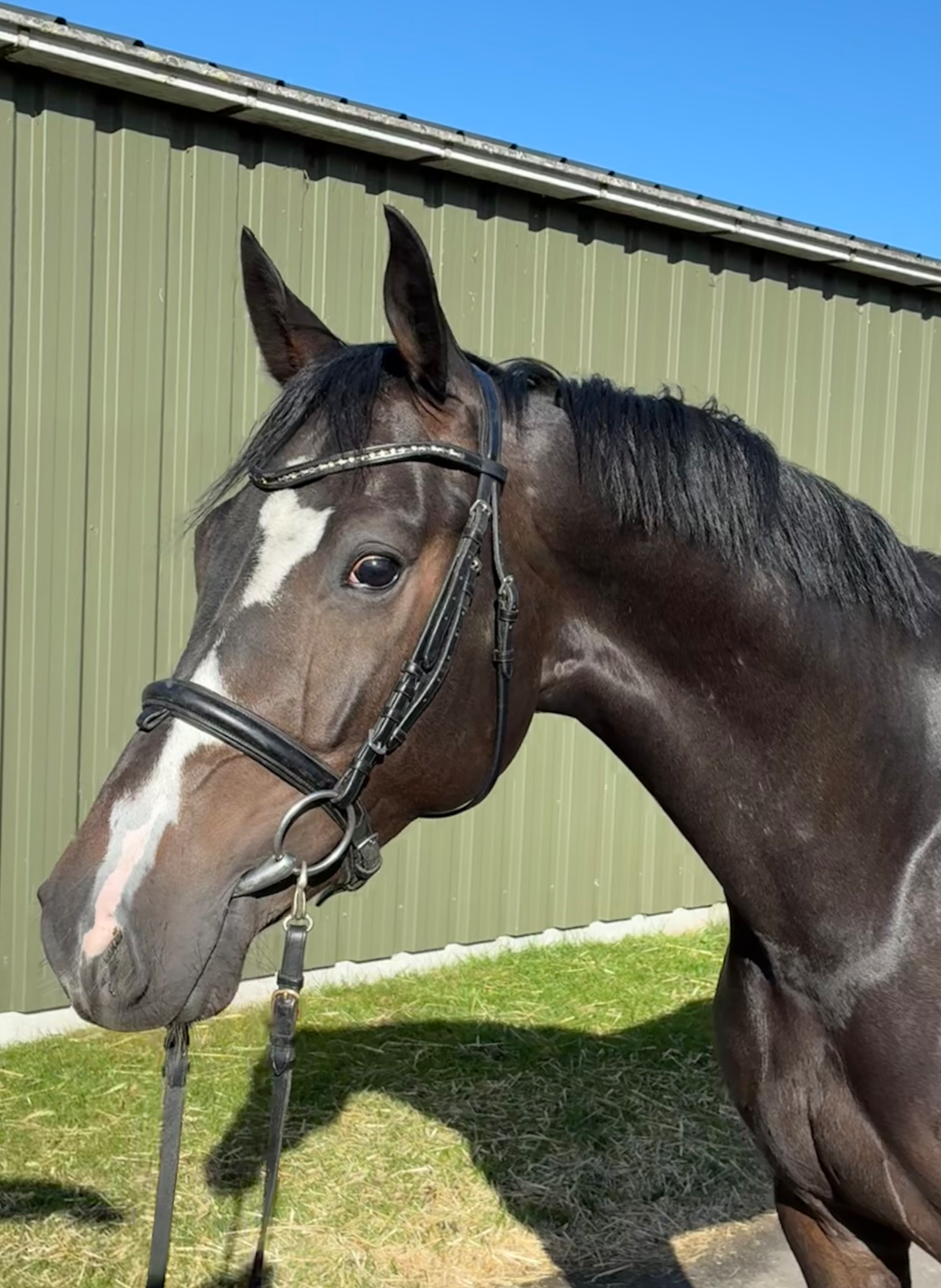 kwpn dressuurpaard merrie 5 Jahre alt andere-kleur zu verkaufen - Hauptfoto