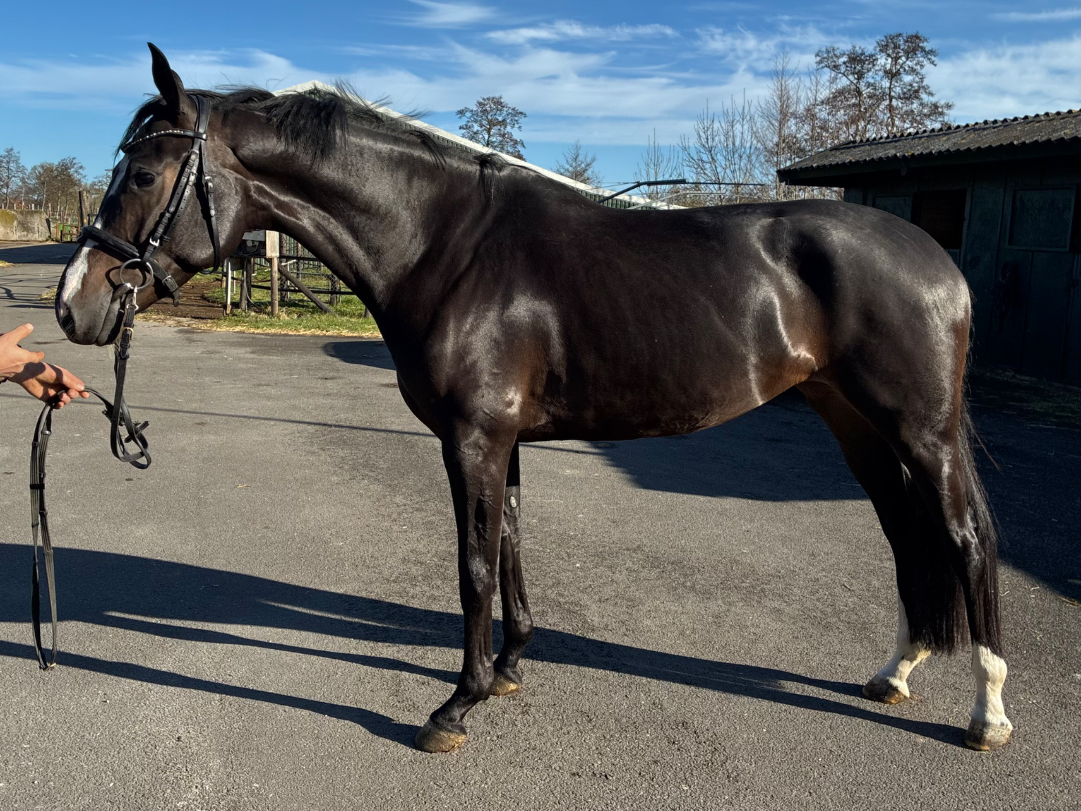 kwpn dressuurpaard merrie 5 Jahre alt andere-kleur zu verkaufen - Foto 4