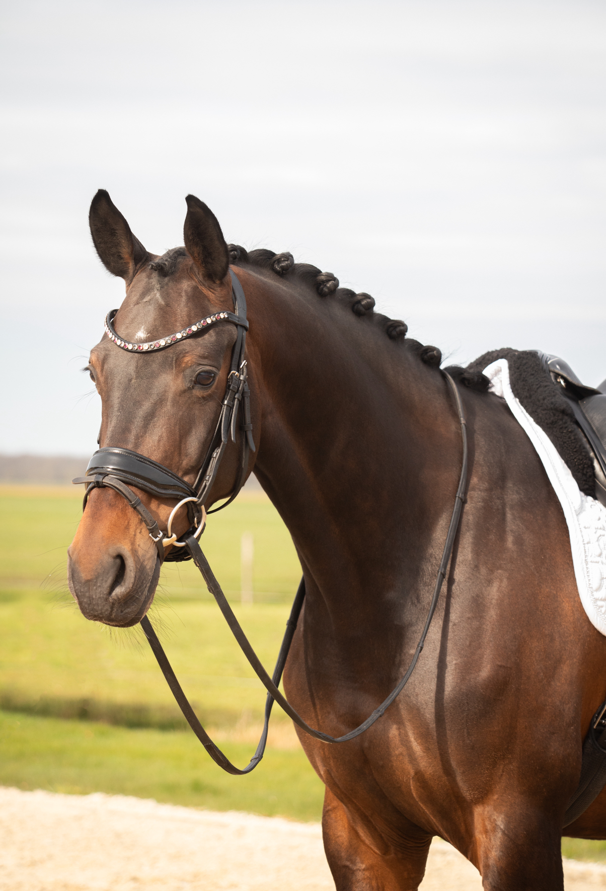 kwpn dressuurpaard merrie 10 years old donkerbruin for sale - Photo 4