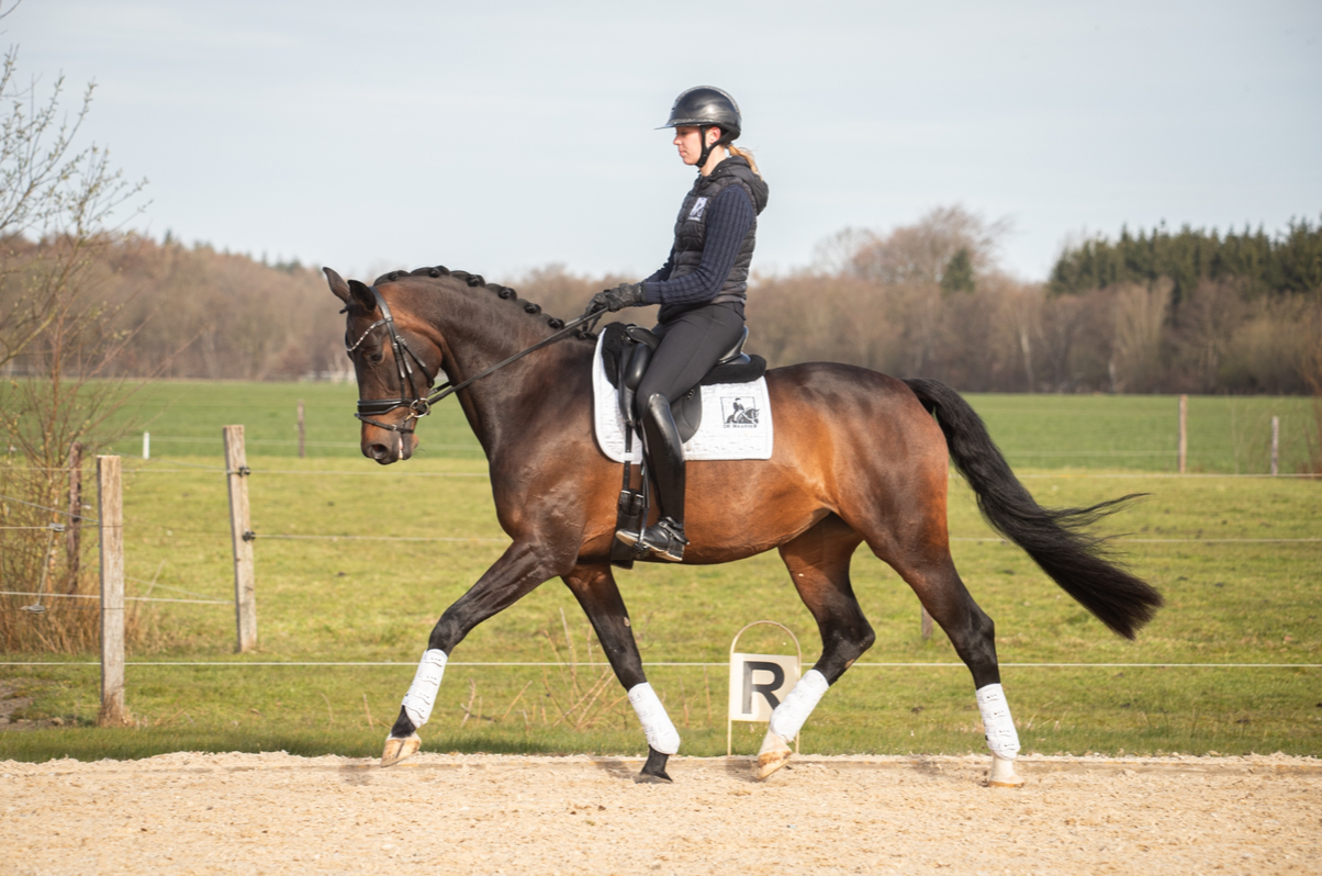 kwpn dressuurpaard merrie 10 years old donkerbruin for sale - Photo 3
