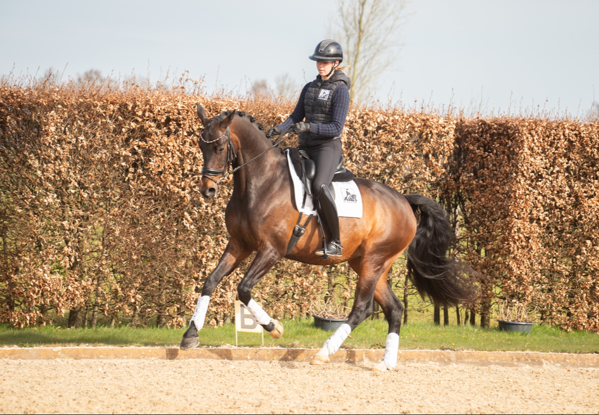 kwpn dressuurpaard merrie 10 years old donkerbruin for sale - Photo 2