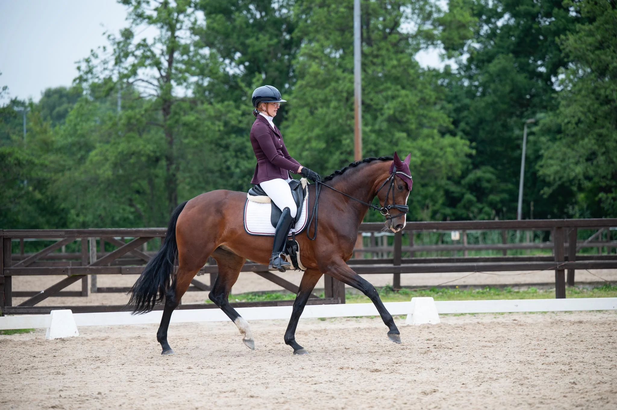 kwpn dressuurpaard merrie 5 años donkerbruin en venta - Foto 4