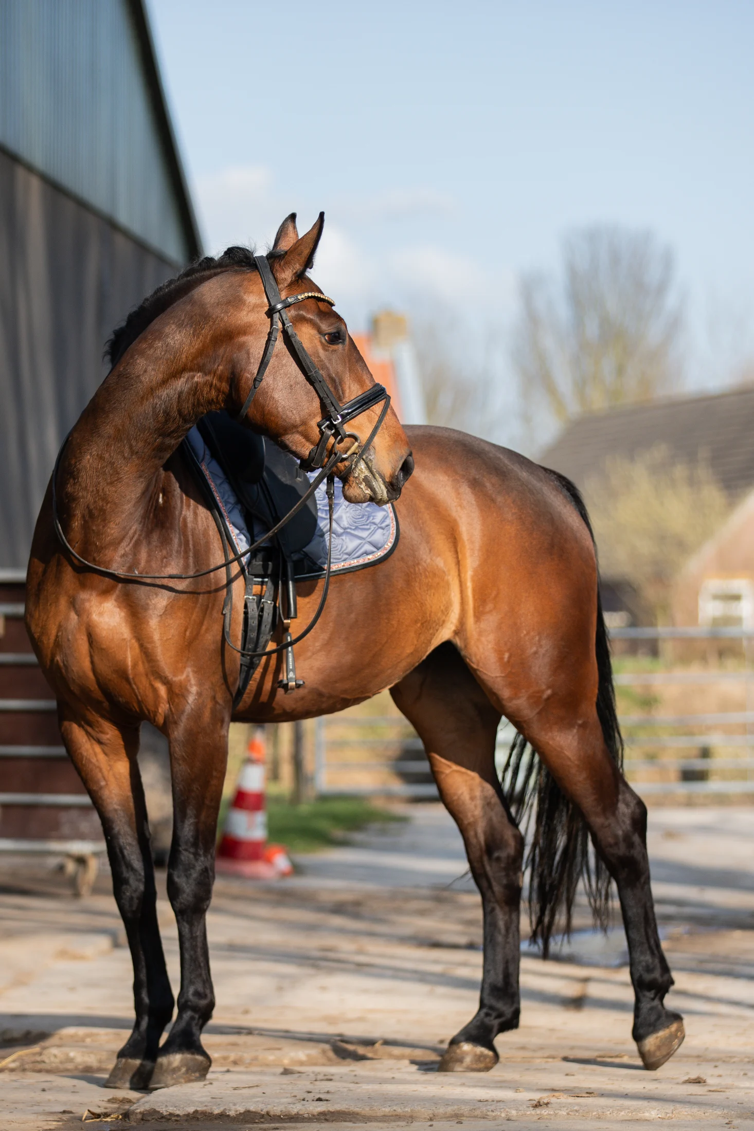 Sweet young willing to work KWPN mare by Giano
