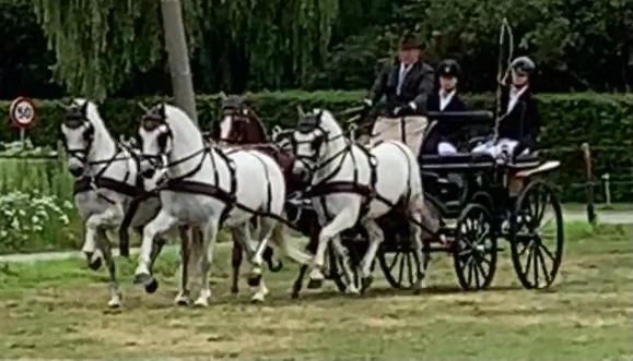 welsh allround-pony ruin 14 years old schimmel for sale - Main photo