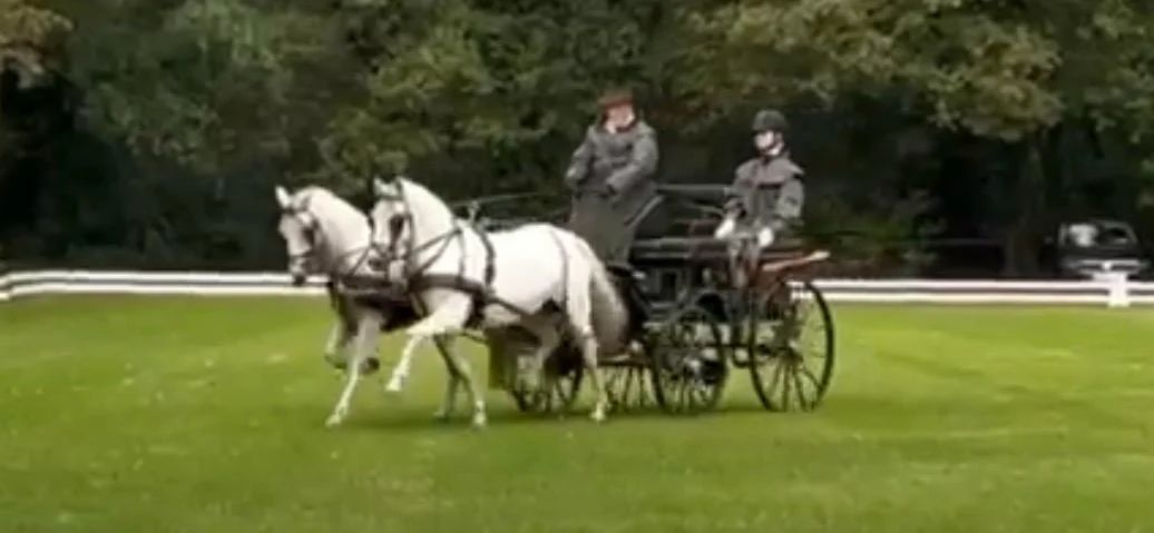 welsh allround-pony ruin 14 years old schimmel for sale - Photo 2