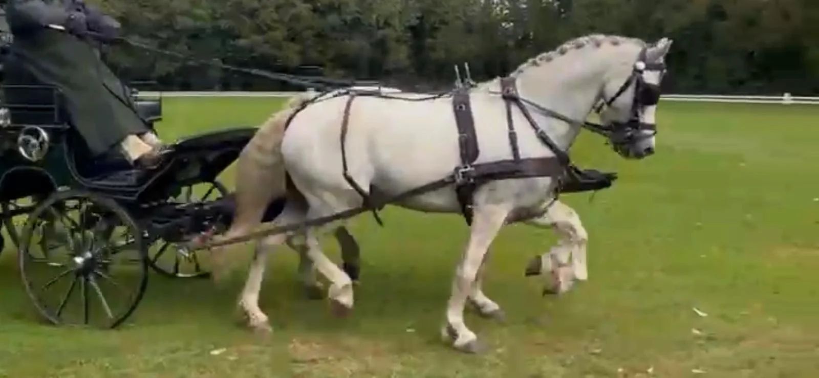welsh allround-pony ruin 14 years old schimmel for sale - Photo 3