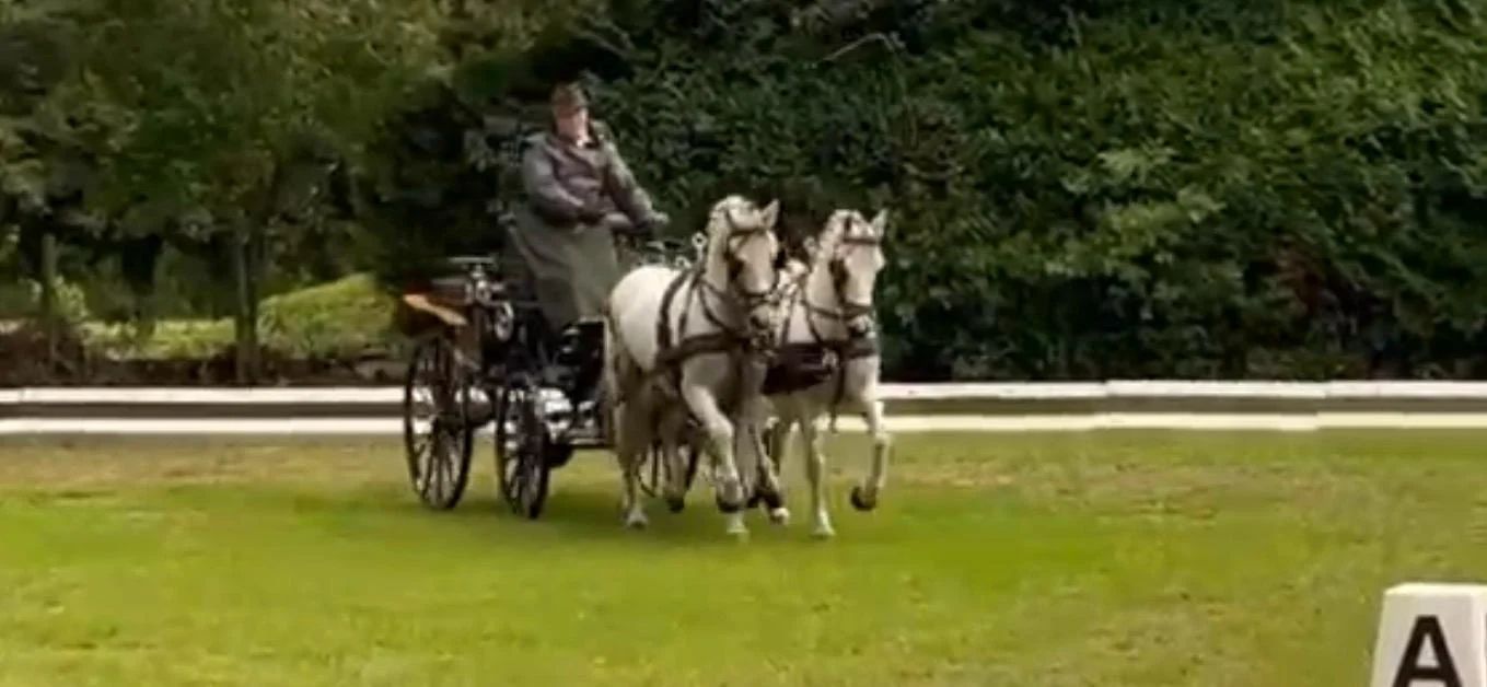 welsh allround-pony ruin 14 years old schimmel for sale - Photo 4