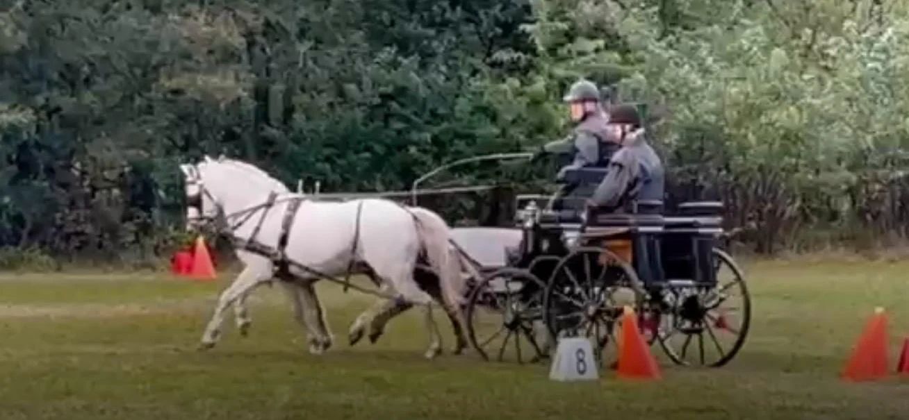 welsh allround-pony ruin 14 years old schimmel for sale - Photo 5