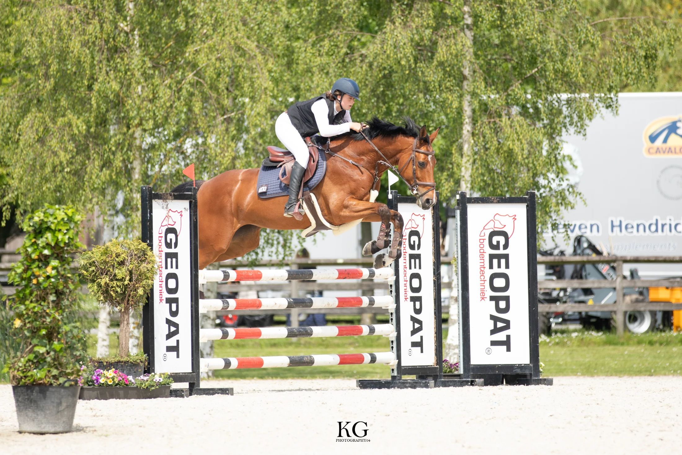 bwp allrounder merrie 12 years old bruin for sale - Photo 2