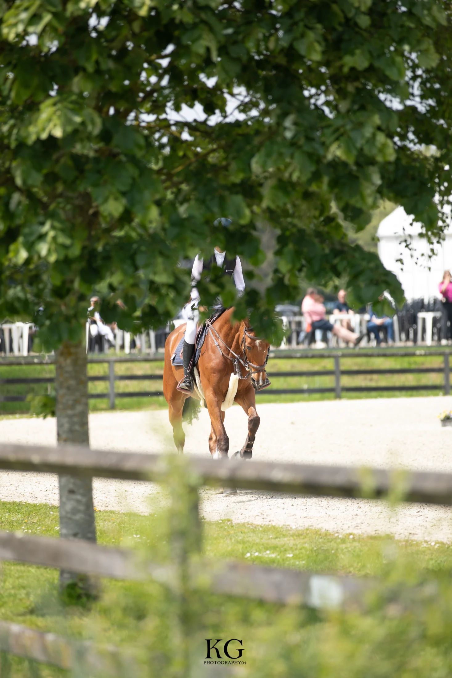 bwp allrounder merrie 12 years old bruin for sale - Photo 5