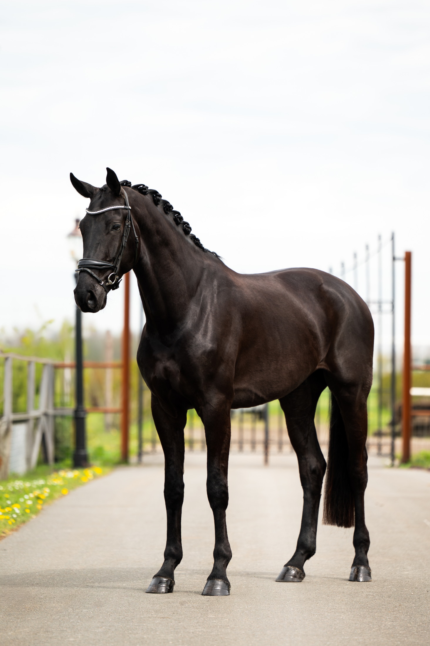 À venda: fantástico cavalo castrado de 4 anos com caráter excecional 🌟